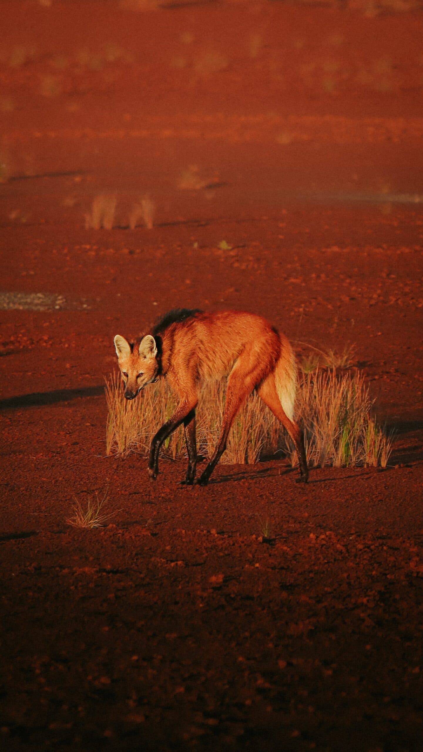 No ritmo dele, no Cerrado dele, o lobo-guará não pressa por ninguém. Um lobo-guará de pelagem ruiva e patas pretas caminha pelo solo laterítico vermelho da Pousada Trijunção, com tufos de capim seco ao redor