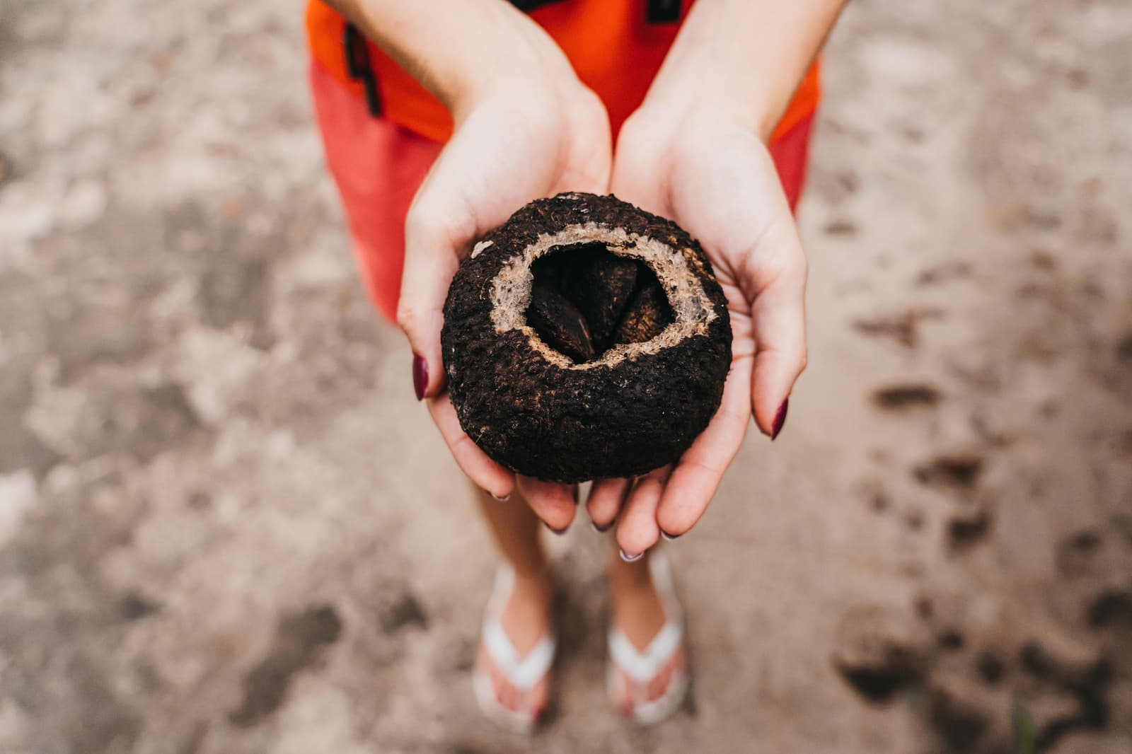 Toute une forêt dans le creux des mains, tenue par une simple graine. Mains en coupe tenant un fruit d'açaï ouvert révélant ses graines sombres, lors d'une excursion en croisière sur l'Amazone