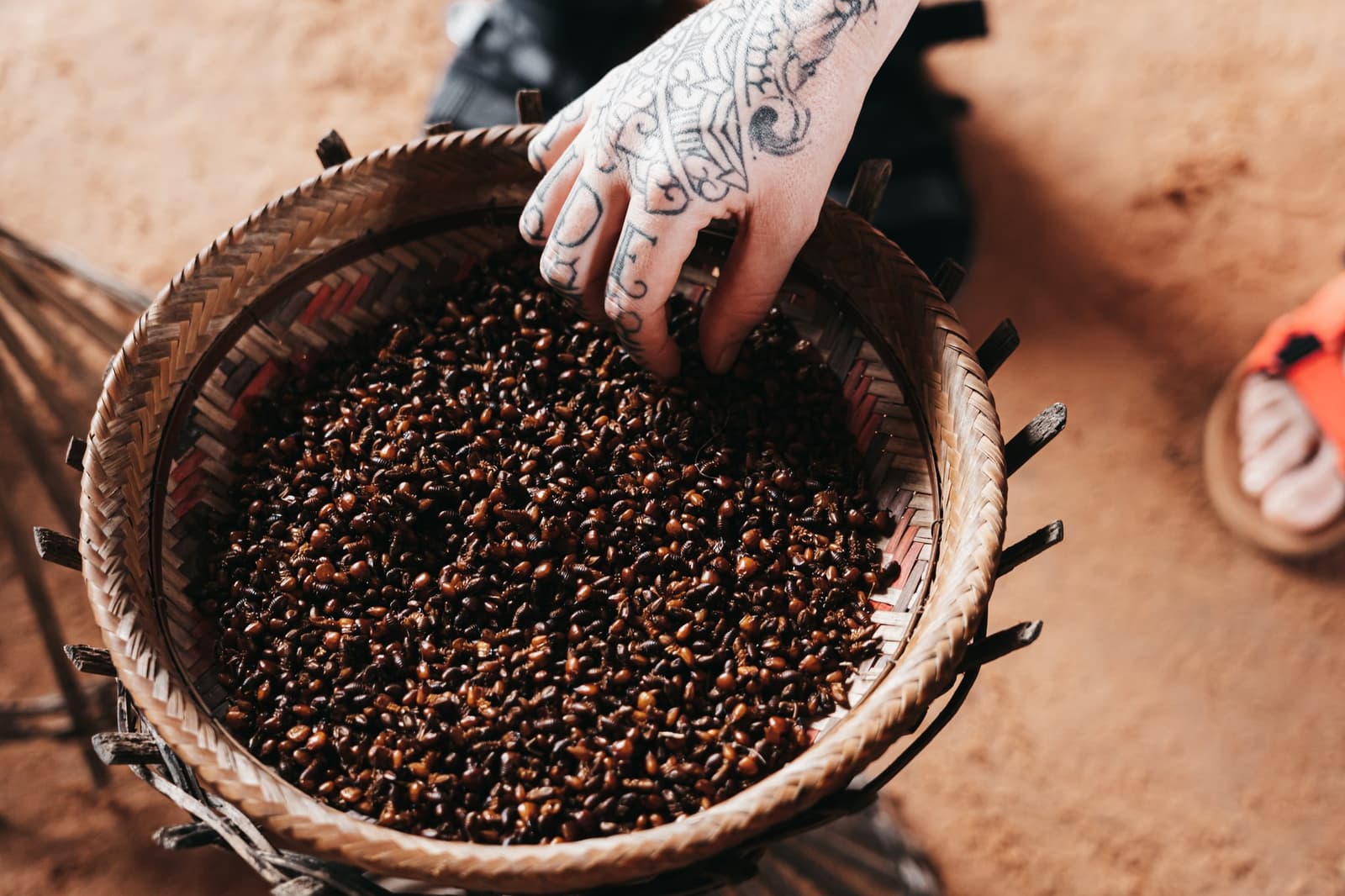 Trier les grains un à un, c'est déjà goûter le café avant la première tasse. Une main tatouée fouillant dans un grand panier tressé rempli d'insectes grillés, aliment traditionnel découvert lors de l'untamed amazon cruise
