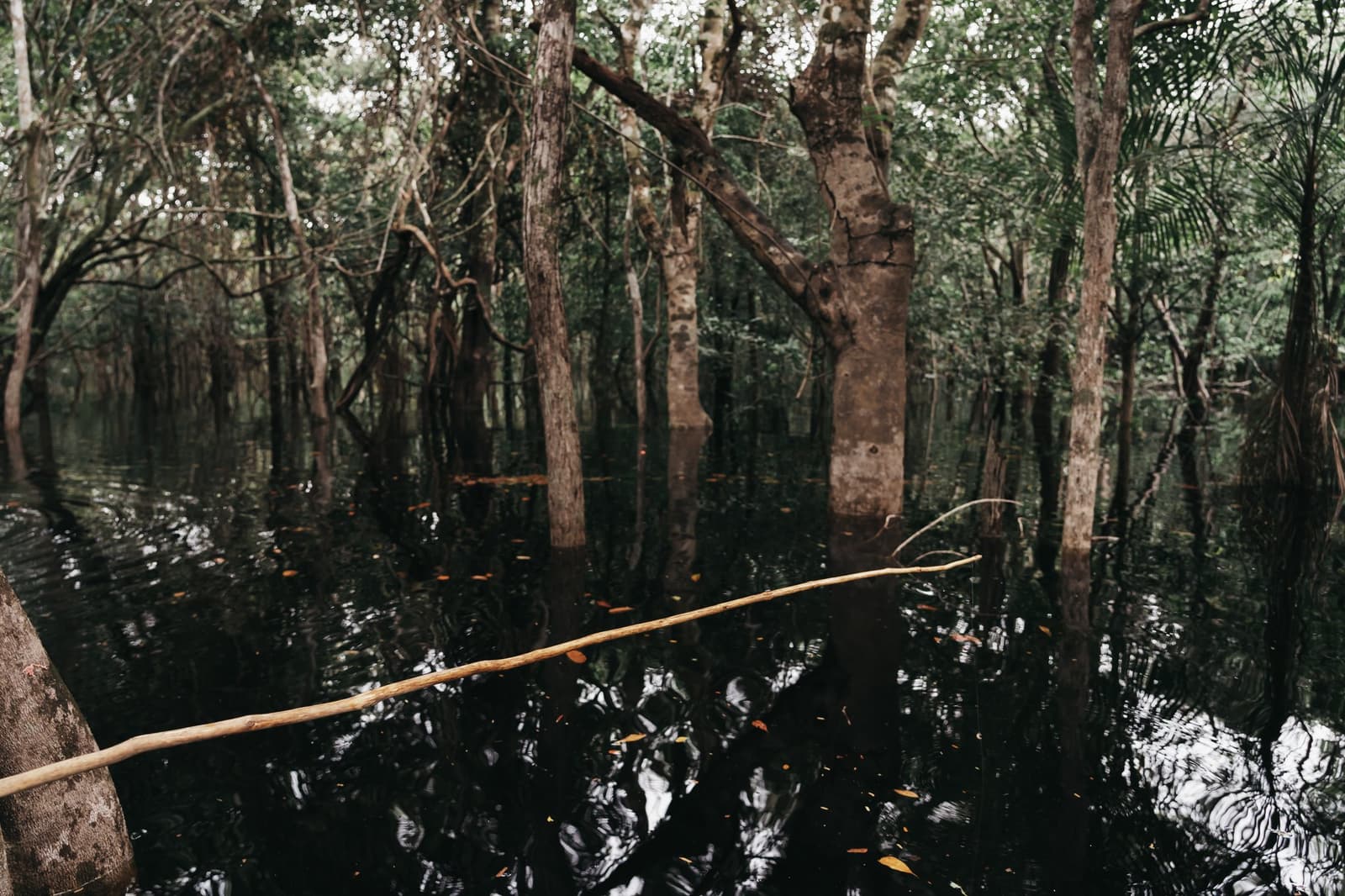 L'Amazonie ne finit pas à la berge. Elle continue, arbre après arbre, dans le noir. Eau sombre et tannique inondant la base de grands arbres dans une forêt igapó, vue depuis un canoë lors d'une croisière en Amazonie sauvage