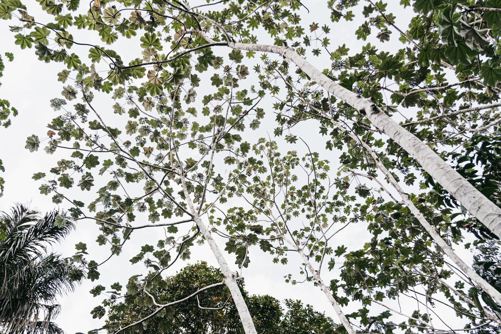 Regarder vers le haut ici, c'est tomber dans un autre monde. Vue en contre-plongée à travers de grands arbres à troncs blancs dont les feuilles lobées forment une canopée tachetée de lumière