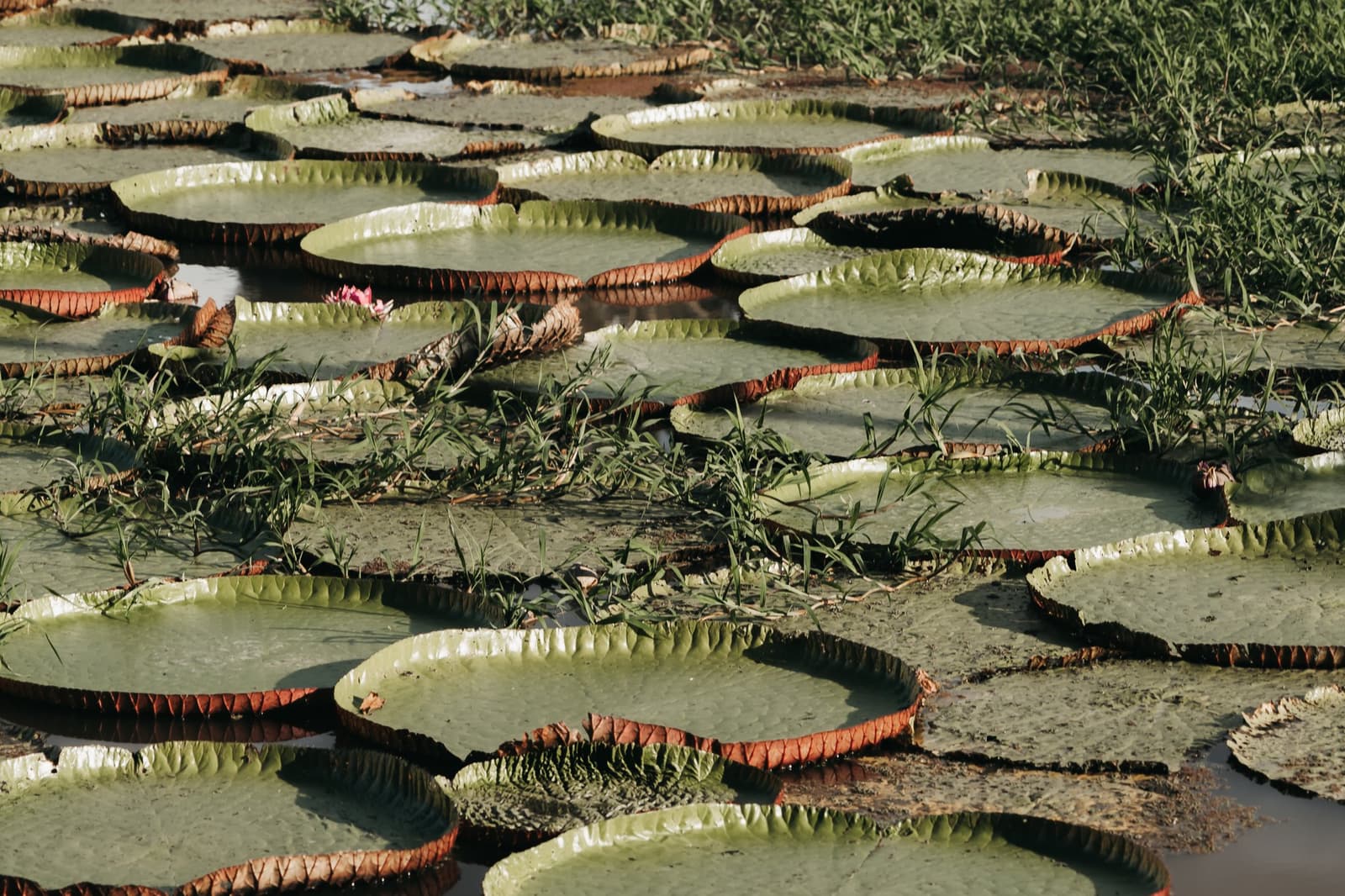 Un carrelage vivant posé sur l'eau, sans aucun artisan. Des dizaines de nénuphars géants aux bords rouge rouille couvrant un plan d'eau peu profond lors d'une croisière en Amazonie sauvage, avec de petites fleurs roses visibles parmi la végétation