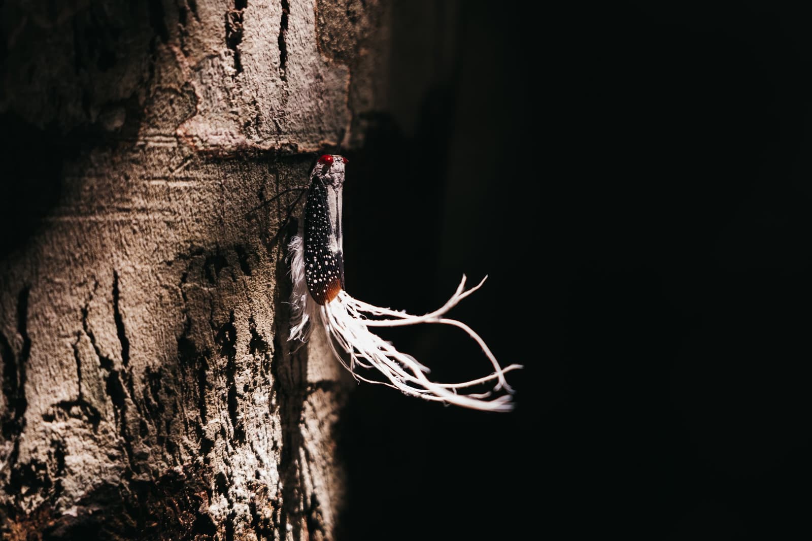 Discret, fascinant, et franchement troublant, le grand cycle amazonien en miniature. Un insecte fulgore tacheté aux yeux rouges et aux longs filaments cireux blancs agrippé à l'écorce rugueuse d'un arbre en Amazonie
