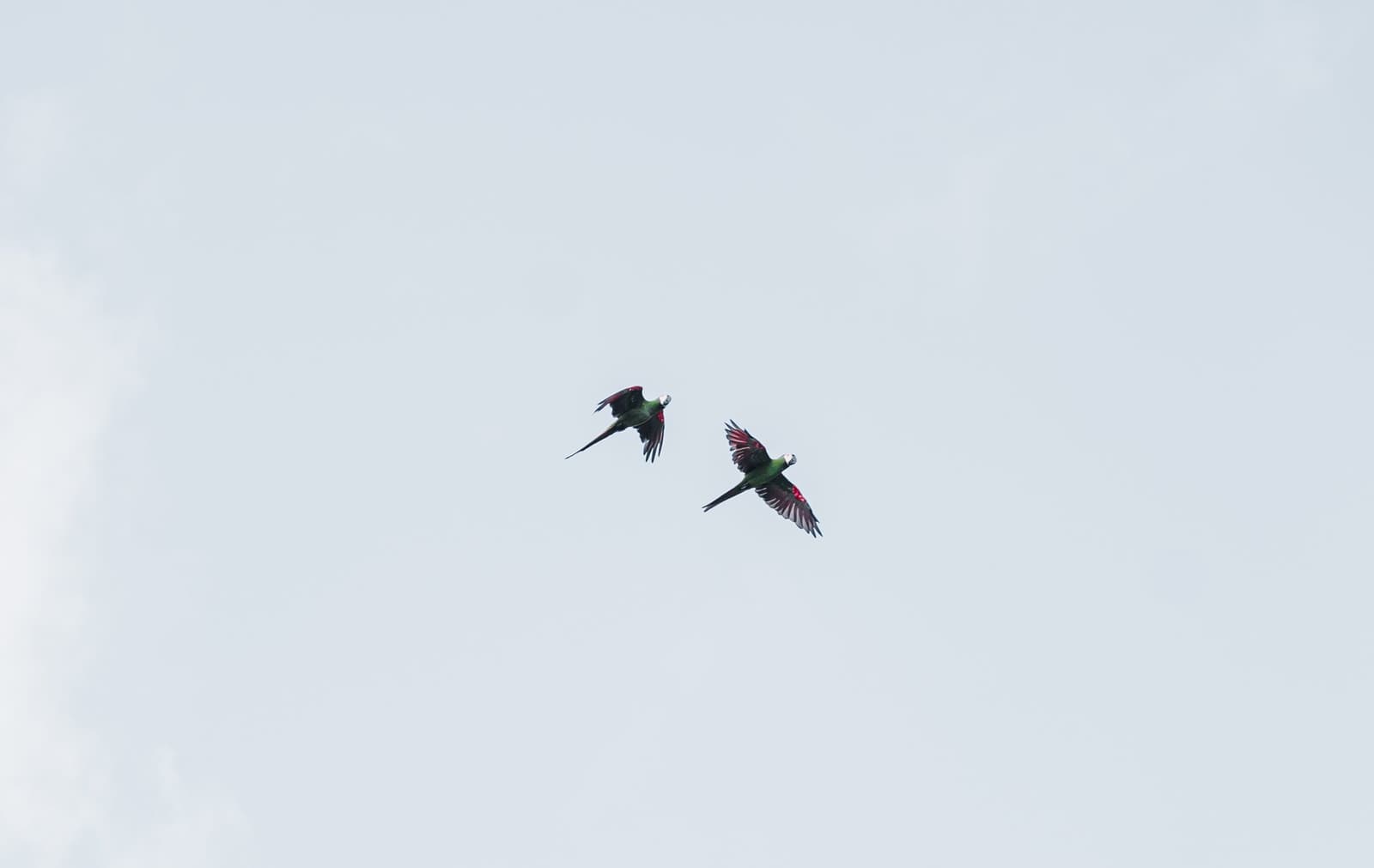 Inséparables, comme souvent dans la forêt amazonienne. Deux perroquets verts et rouges volant côte à côte sous un ciel nuageux lors d'une croisière sur l'Amazone
