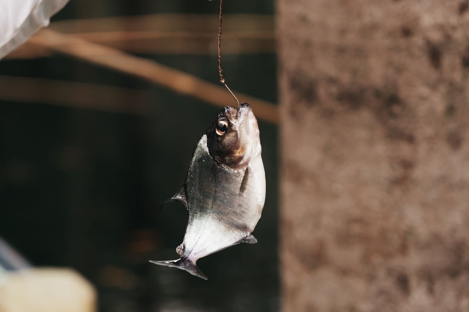 Le fleuve a le dernier mot, comme toujours. Un petit poisson fraîchement pêché suspendu à un hameçon lors d'une excursion de pêche en croisière sur l'Amazone