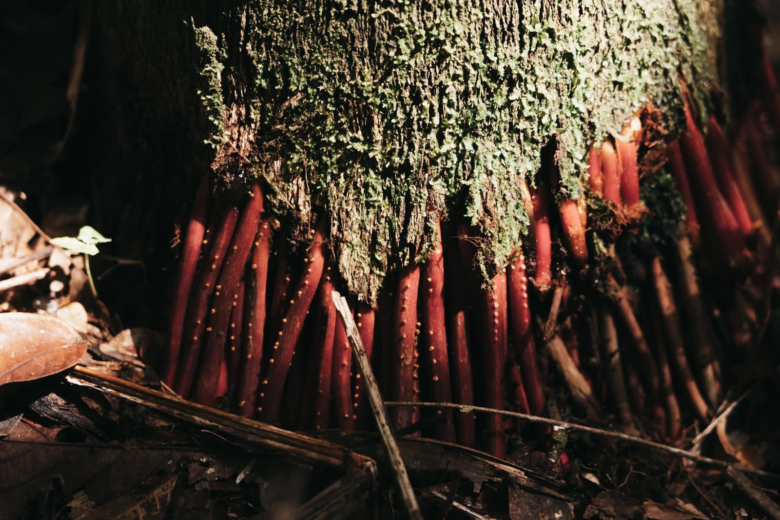 La forêt amazonienne réserve ses plus grandes surprises au ras du sol. Dense grappe de pousses végétales rouge vif émergeant de la base d'un tronc d'arbre recouvert de mousse, chaque tige ponctuée de petits nœuds dorés