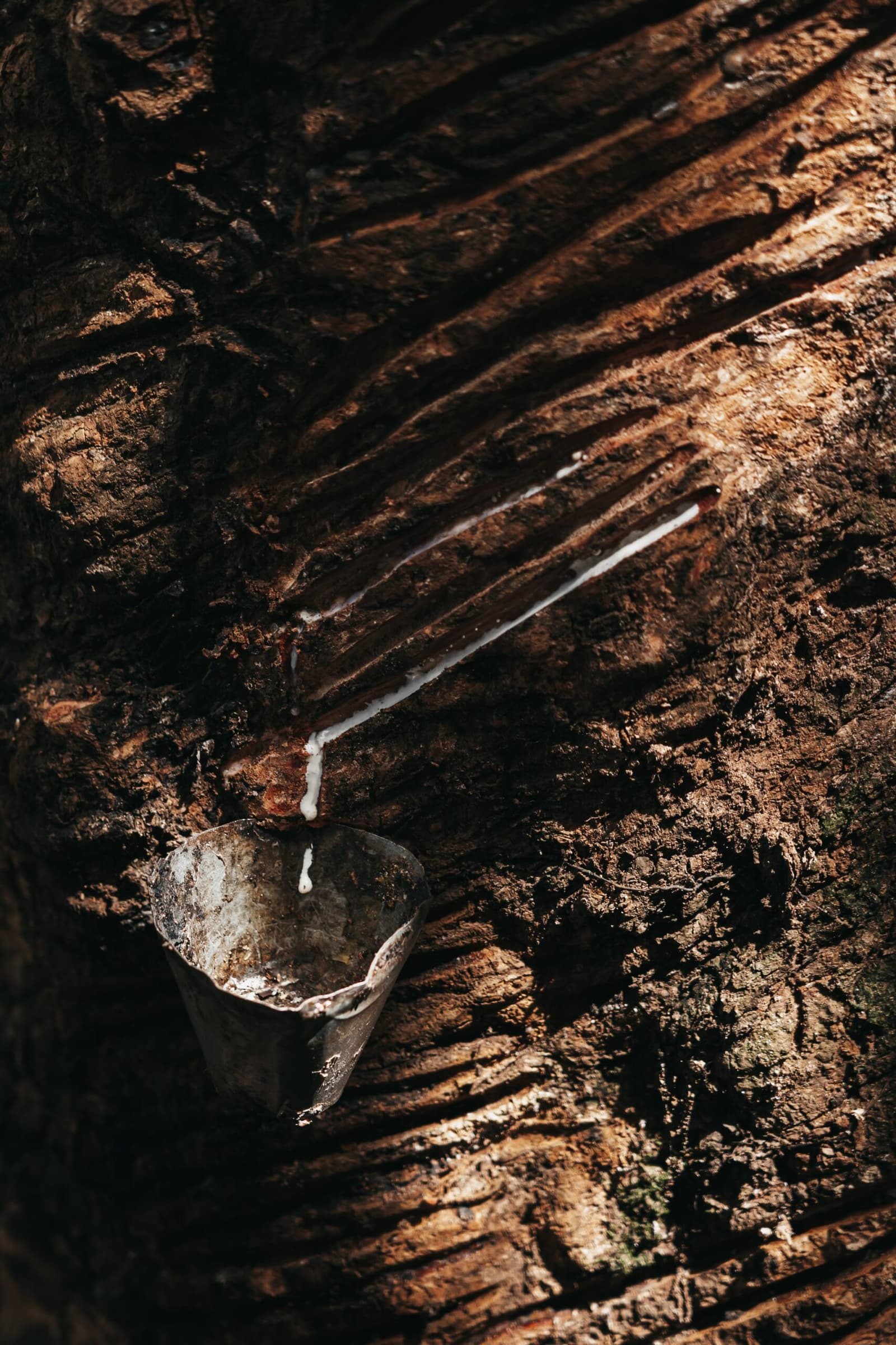 Une goutte à la fois, l'Amazonie raconte son histoire caoutchoutée. Latex blanc s'écoulant d'un tronc d'hévéa incisé dans une petite tasse en métal, technique traditionnelle de saignée illustrant l'histoire du boom du caoutchouc en Amazonie