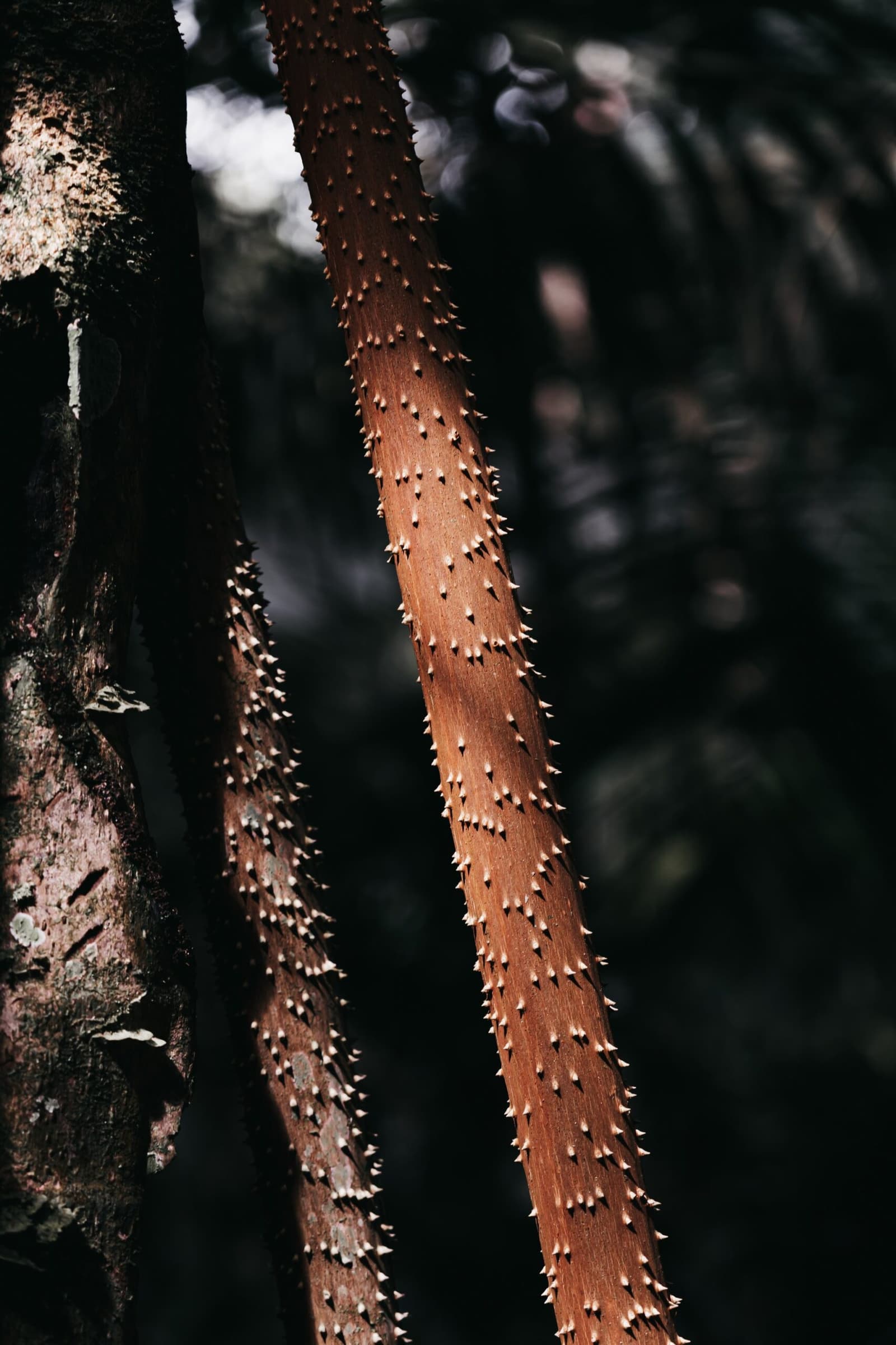 La forêt amazonnienne rappelle gentiment qu'elle n'est pas un jardin. Gros plan d'une tige végétale brun-rouge couverte de petites épines pâles et acérées, sur fond de forêt sombre et floue