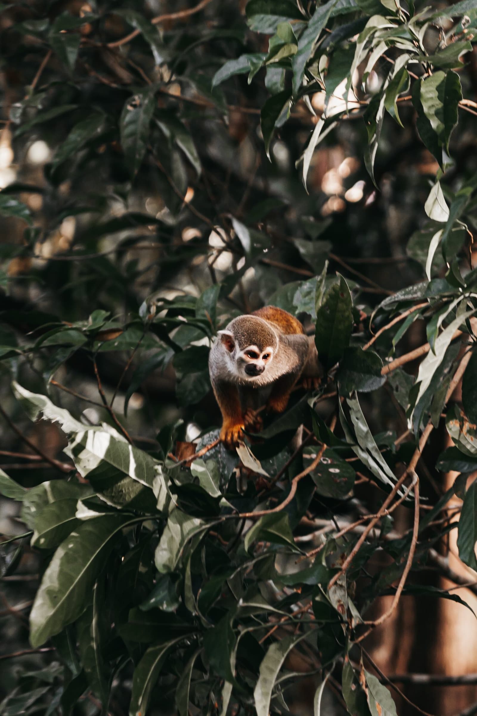 Petit, curieux, et visiblement convaincu que la forêt lui appartient. Un petit singe écureuil perché dans un feuillage tropical dense, regardant directement l'objectif depuis la canopée