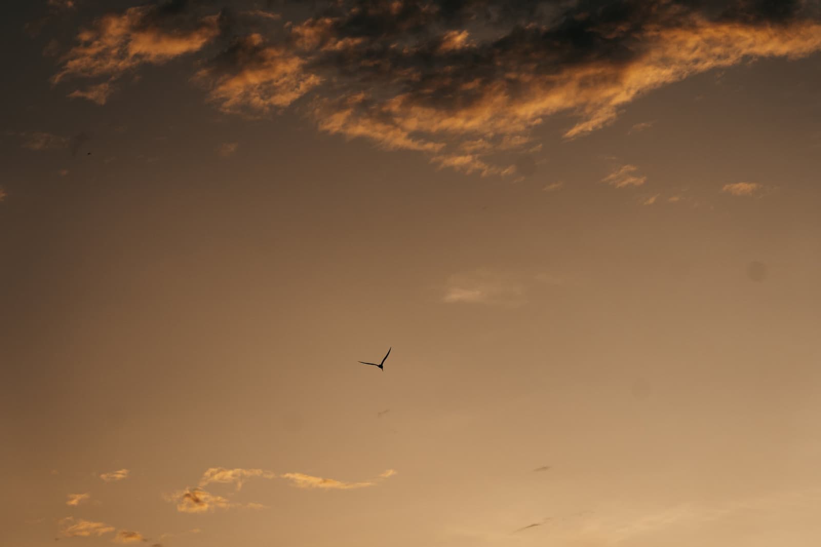 Un seul oiseau dans tout ce ciel, et soudain on comprend la démesure de l'Amazonie. Un oiseau en silhouette contre un ciel de coucher de soleil ambré lors de la croisière Untamed Amazon Cruise