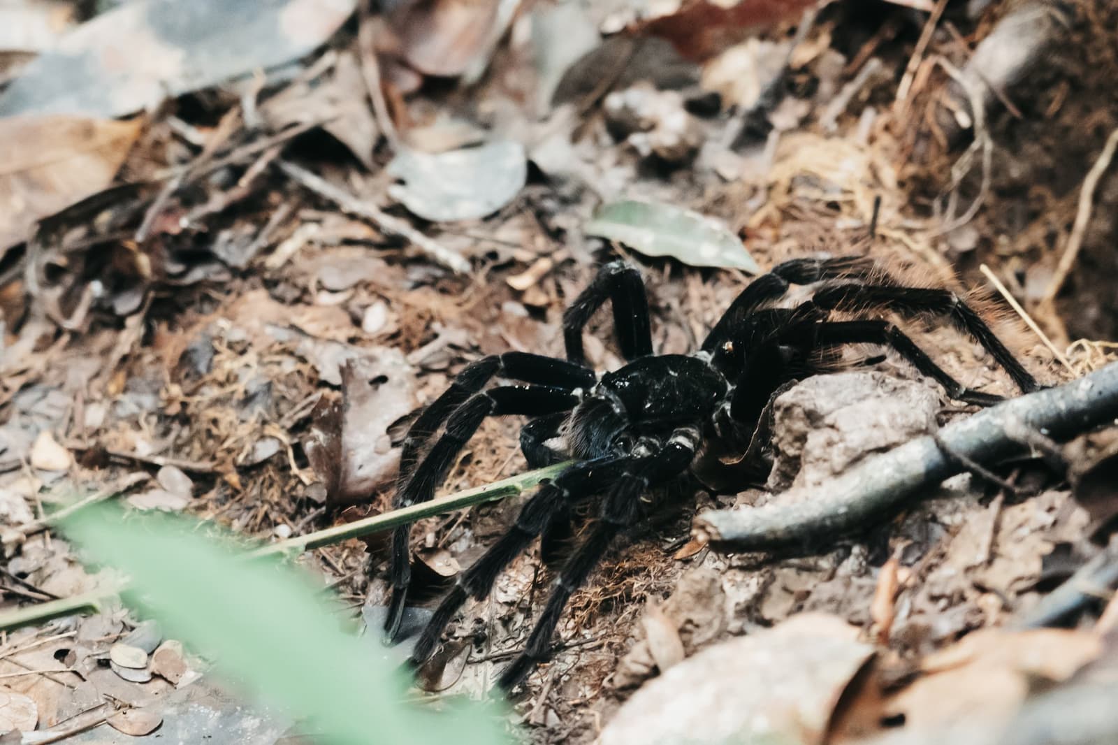 Huit pattes, un territoire, et aucune envie de partager. Une grande tarentule noire aux pattes velues se repose sur des feuilles mortes et un sol nu dans la forêt amazonienne