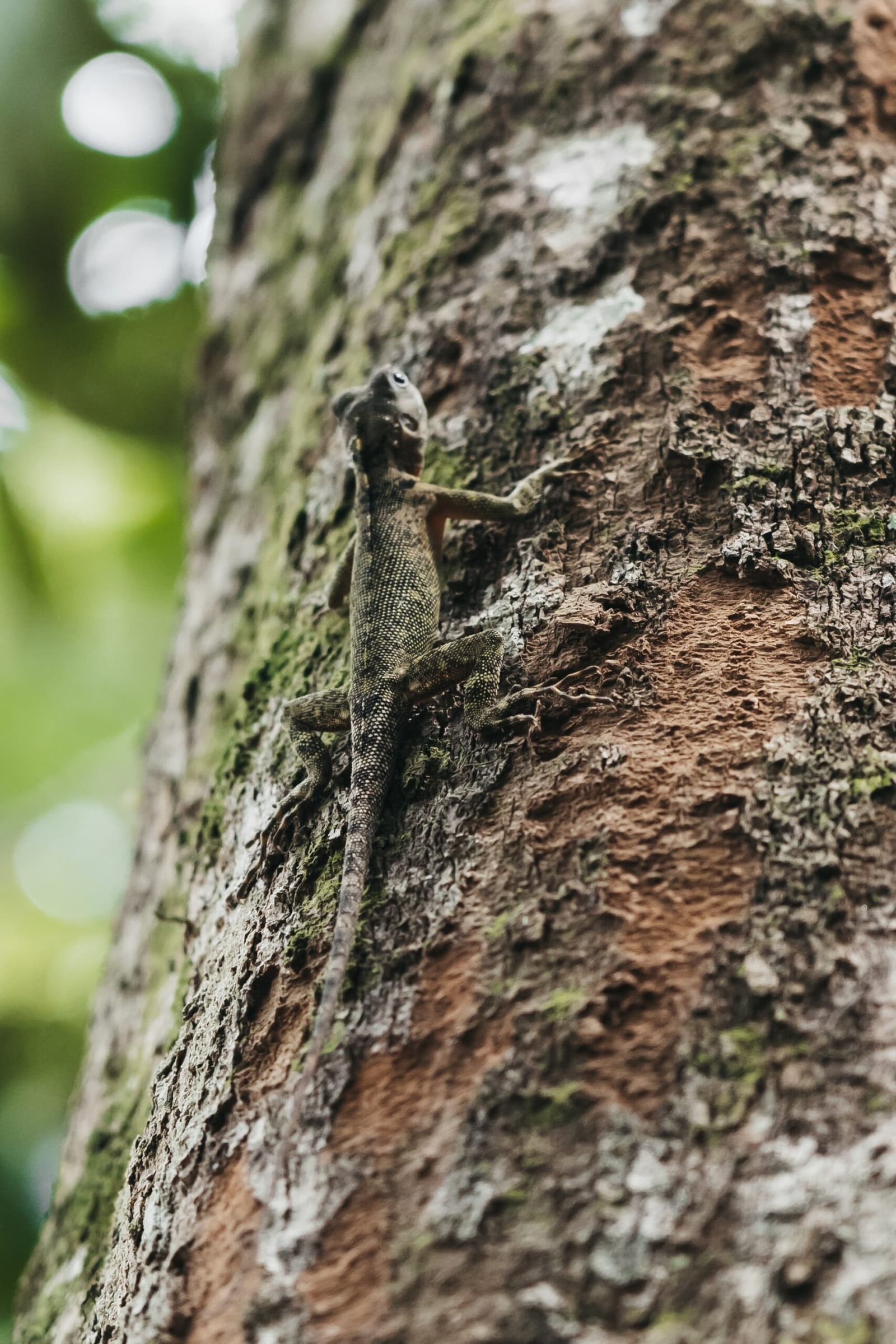 Impossible à repérer, pourtant là depuis le début. Un petit lézard écailleux agrippé à un tronc d'arbre moussu en forêt tropicale, son camouflage le rendant presque invisible sur l'écorce
