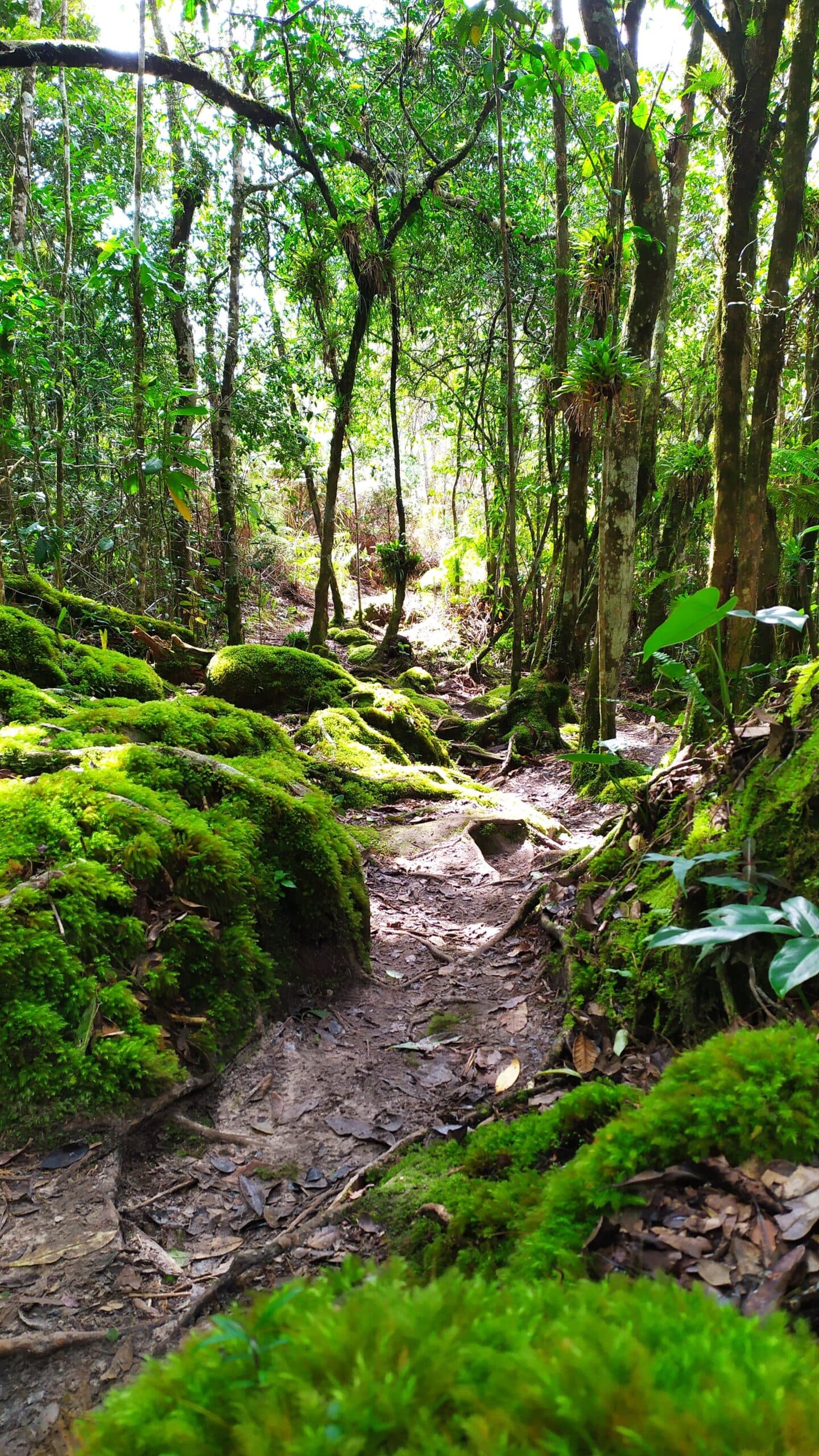 La mousse pousse partout où on ralentit, et c'est tant mieux. Un sentier de terre étroit sur le Vale do Pati Trek serpente entre des rochers couverts de mousse et des arbres élancés, la lumière tachetée filtrant à travers la canopée