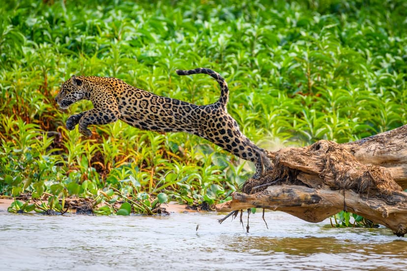 A wild jaguar mid-leap from a fallen log over a river during an amazon and pantanal tour, surrounded by dense green riverbank vegetation A wild jaguar mid-leap from a fallen log over a river during an amazon and pantanal tour, surrounded by dense green riverbank vegetation