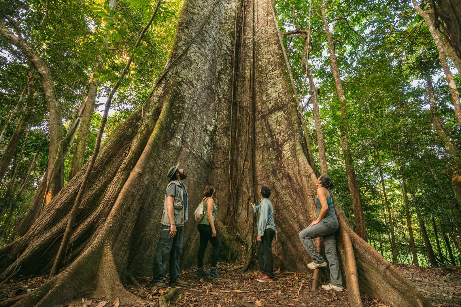 Sommige bomen vragen om stilte. Deze vraagt om een gestrekte nek. Photo: Guilherme Gomes Vier bezoekers staan aan de voet van een reusachtige boom met steunwortels in het Amazoneregenwoud tijdens een ecolodge-reis in Brazilië, terwijl ze omhoogkijken naar de stam en een gids naar de schors wijst