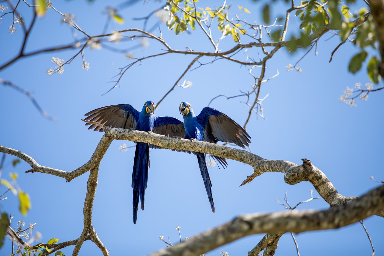 Streit oder Zärtlichkeit, bei diesen beiden lässt sich das kaum unterscheiden. Zwei Hyazinth-Aras breiten ihre Flügel auf einem kahlen Ast vor blauem Himmel aus, auf einer Luxusreise durch Pantanal und Amazonas