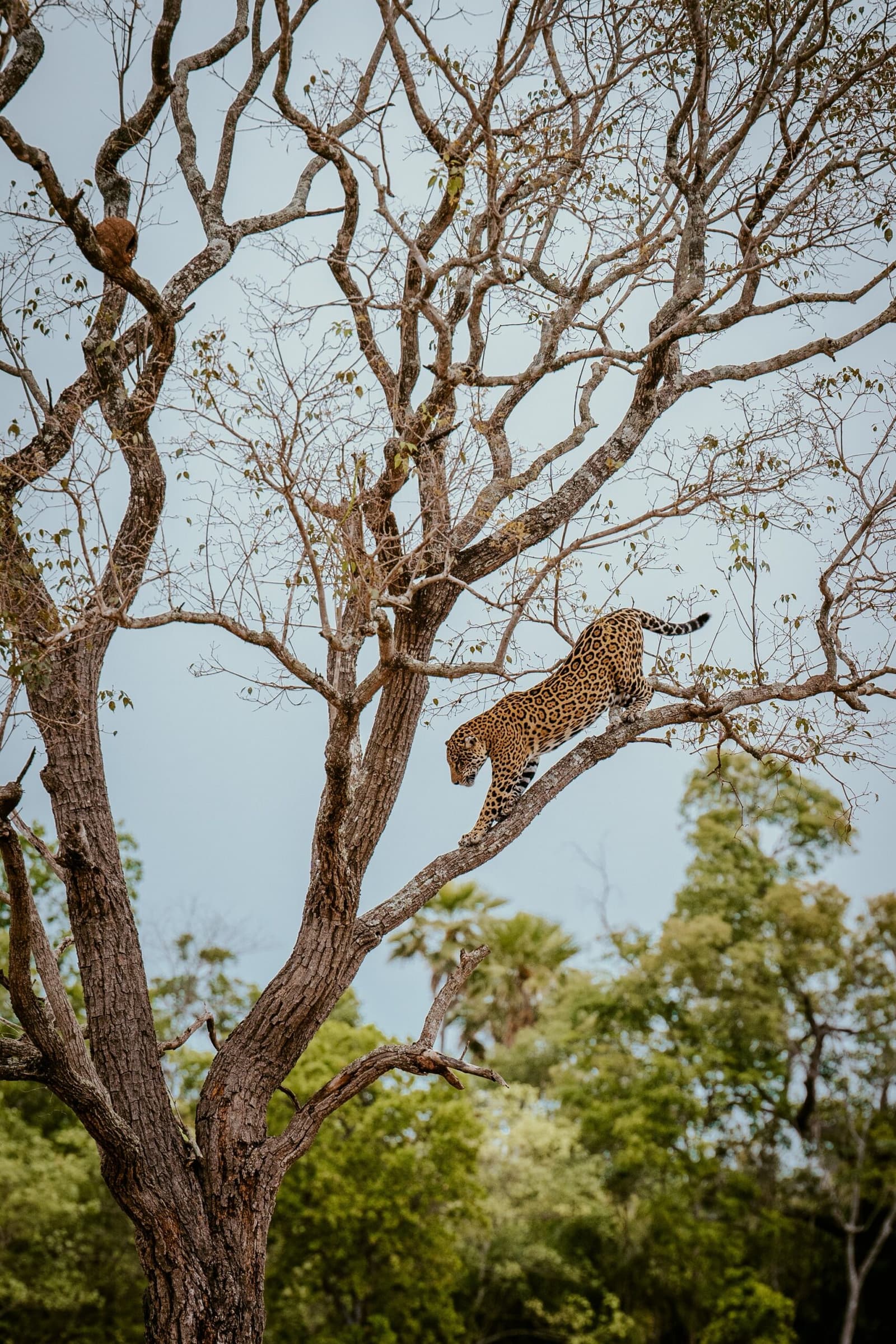 Subir qualquer um sobe, descer com esse charme é coisa de onça. Photo: Influenciadora Ana Carolina Ralston Uma onça-pintada desce de uma árvore de galhos secos durante uma viagem de luxo pelo Pantanal e Amazônia, sua pelagem manchada contrastando com o céu azul claro e a copa verde ao fundo