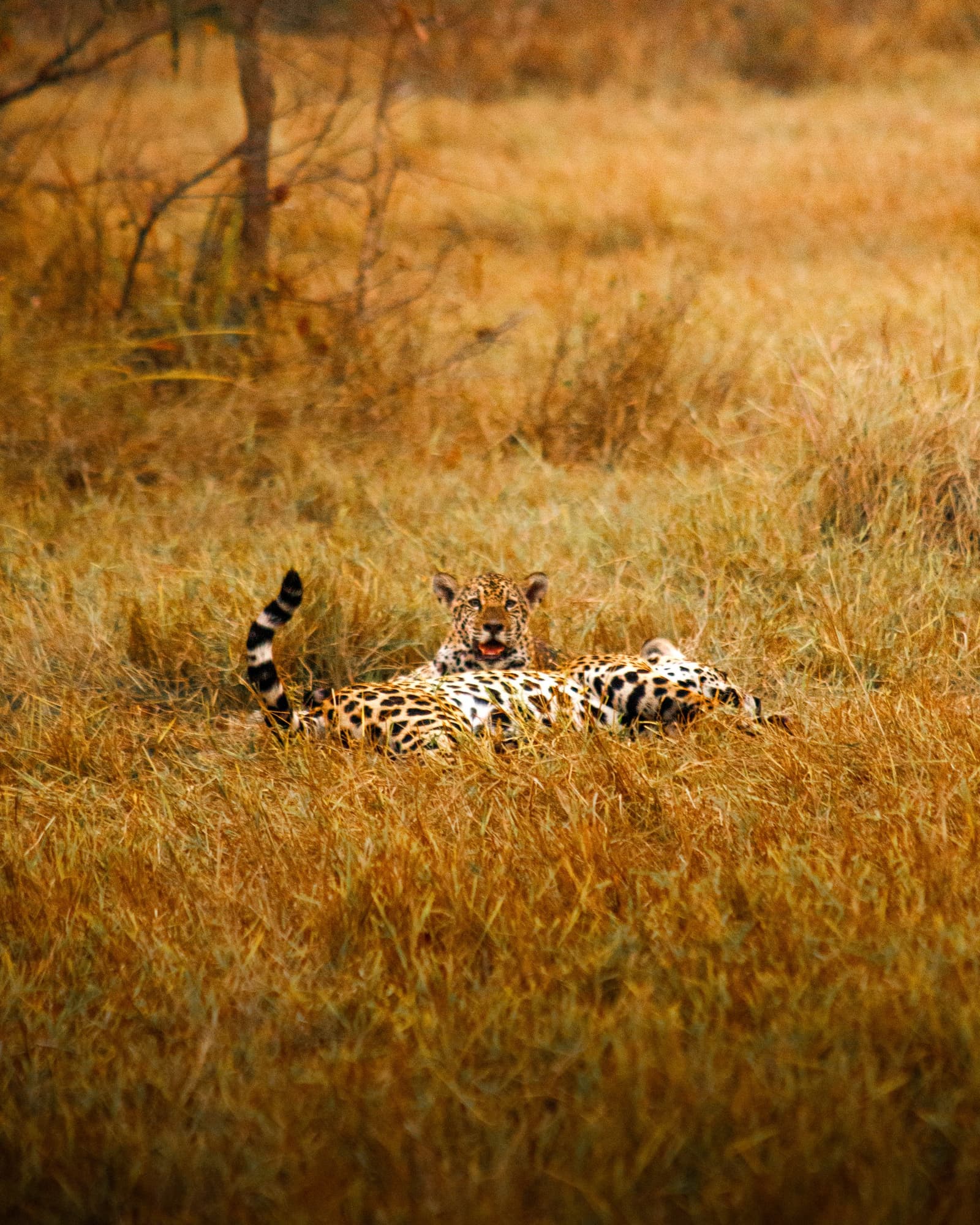 Ela te viu primeiro. Onça não perde tempo. Photo: Daniel Junqueira Um onça-pintada descansa esticada na vegetação seca e dourada durante uma viagem de luxo ao Pantanal e à Amazônia, com sua pelagem manchada e cauda listrada visíveis enquanto olha diretamente para a câmera