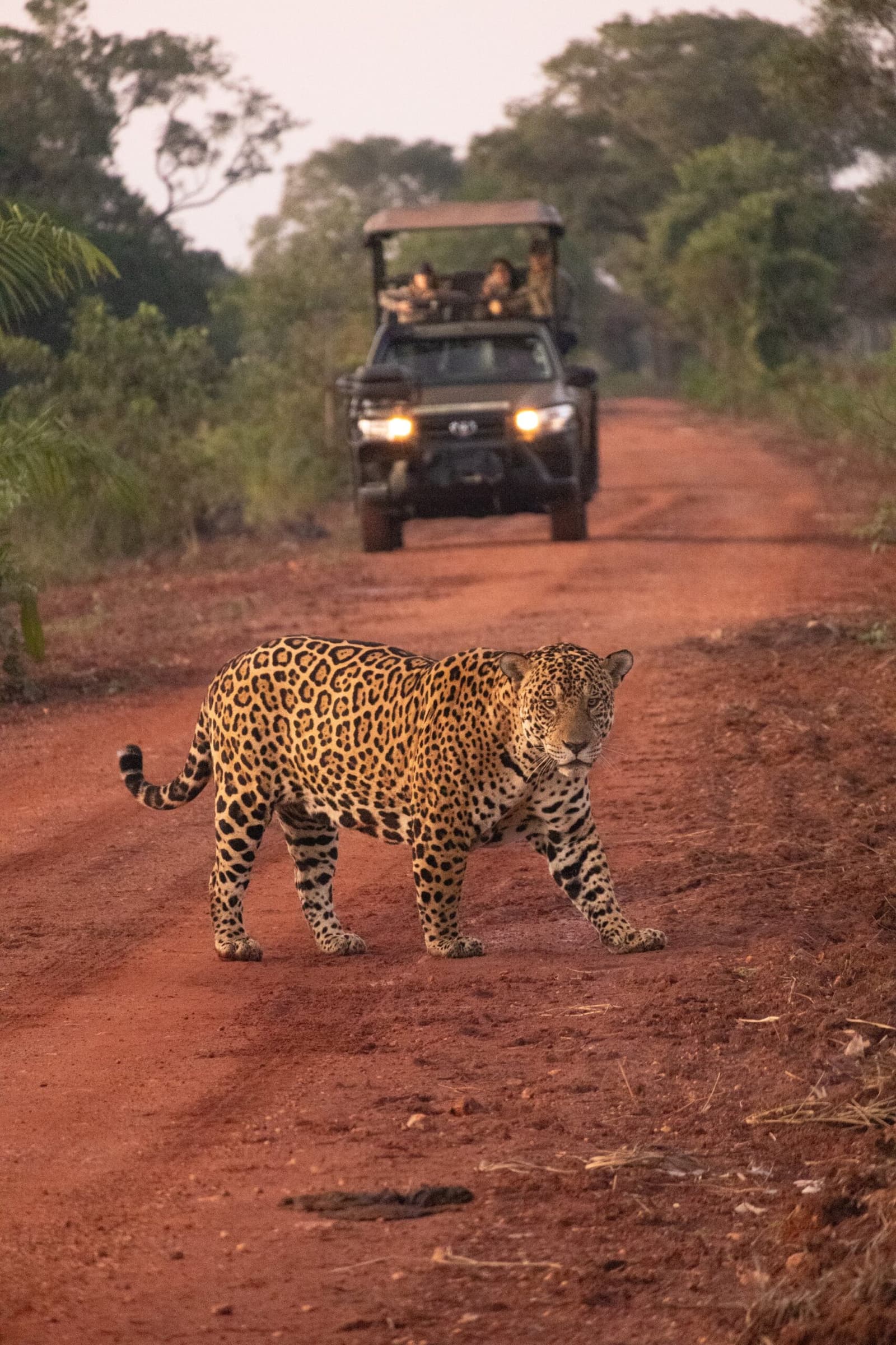 Ela passa, o pessoal no carro segura o fôlego. Photo: Luiza Coqueiro Uma onça-pintada atravessa uma estrada de terra vermelha bem à frente de um veículo safari com fotógrafos a bordo durante uma viagem de luxo pelo Pantanal e Amazônia, sua pelagem manchada iluminada pela luz quente do entardecer.
