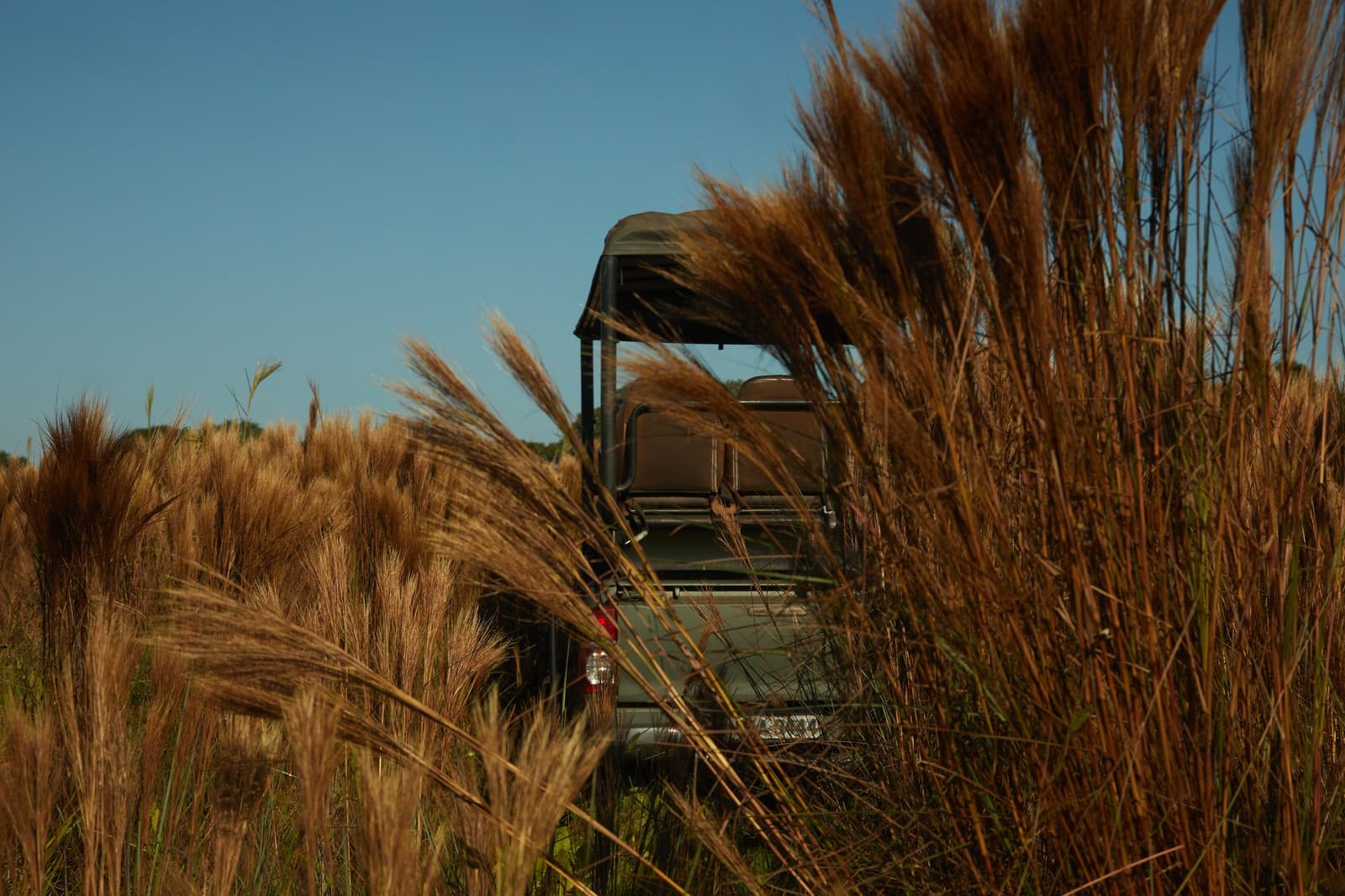 Tief im Gras verschwindet das Fahrzeug fast vollständig. Genau so soll es sein. Ein offenes 4x4-Safarivehikel, halb verborgen im hohen, goldenen Savannengras unter klarem blauem Himmel auf einer Luxus-Pantanal-und-Amazon-Reise
