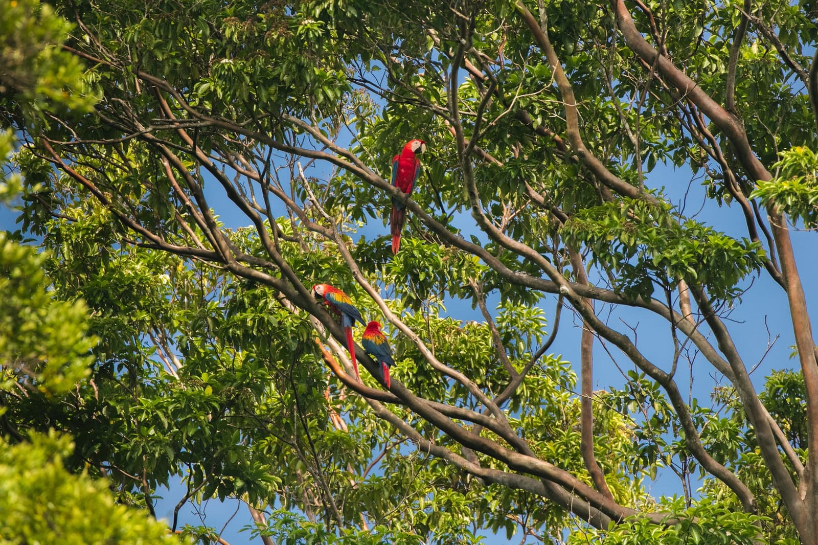 Drie scharlaken ara's, zonder enige behoefte aan stilte. Photo: Guilherme Gomes Drie scharlaken ara's in de bladrijke bovenste takken van een grote tropische boom tegen een blauwe hemel, gespot tijdens een amazon regenwoud ecolodge reis in Brazilië