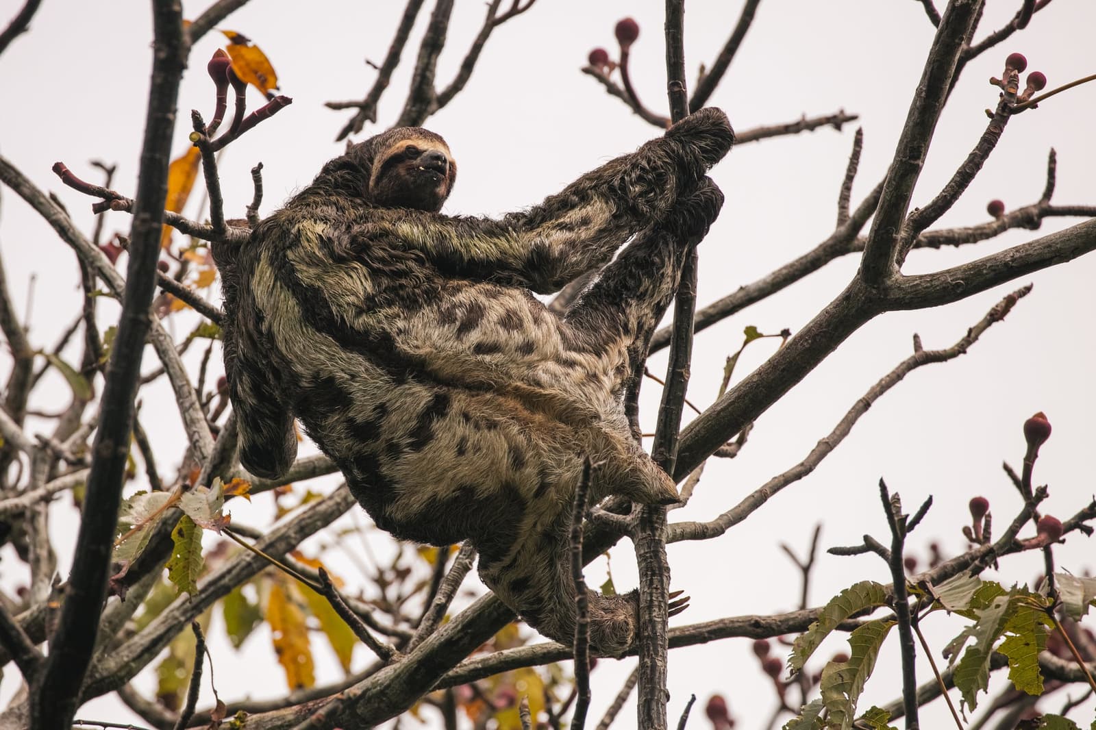 Geen haast, geen plan, en volkomen op zijn gemak. Photo: Guilherme Gomes Een drievingerige luiaard klampt zich vast aan kale takken hoog in het bladerdak van het Amazoneregenwoud, zijn ruige, algengetinte vacht valt nauwelijks op tussen de spaarzame boomkruin