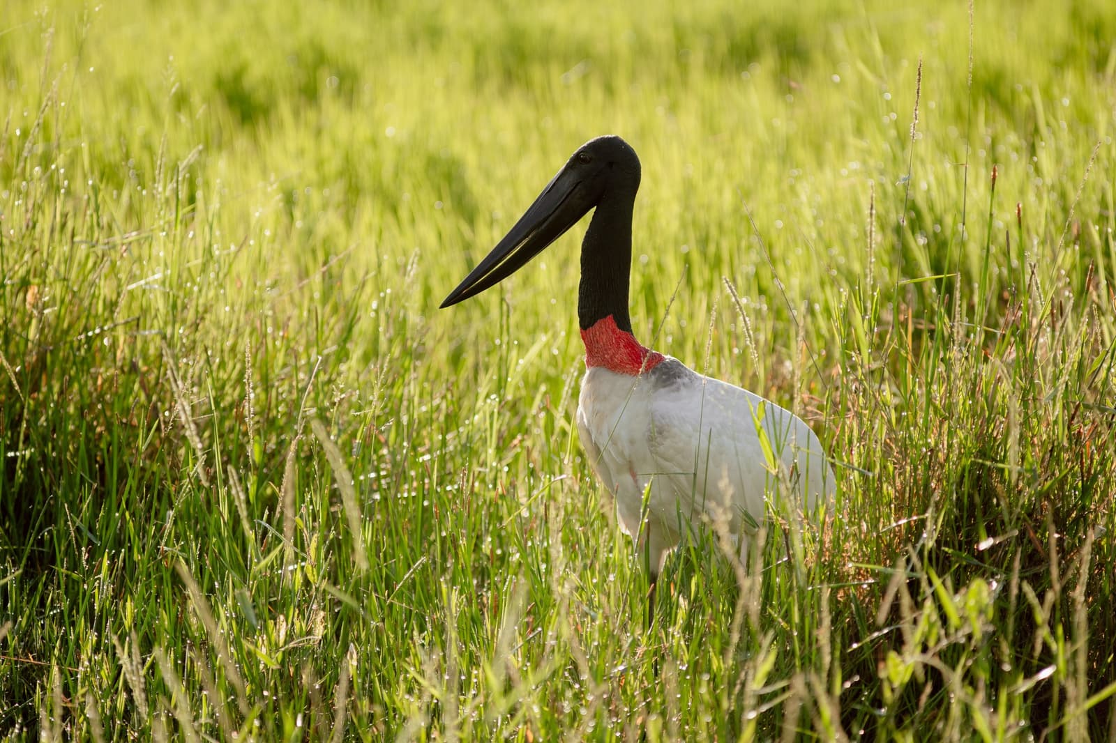 Groß, bedächtig und völlig unbeeindruckt, der Jabiru lebt nach seinem eigenen Rhythmus. Photo: Matias Ternes Ein Jabiru-Storch mit schwarzem Kopf, leuchtendem roten Kehlring und weißem Gefieder steht aufrecht zwischen taubedeckten Feuchtwiesen im Pantanal