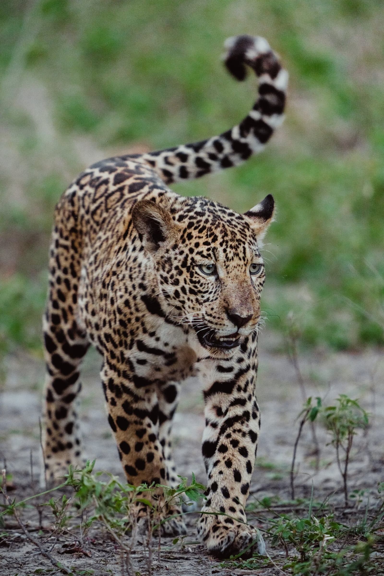 Schwanz oben, Blick fixiert. Der hier weiß genau, wer zuschaut. Ein Jaguar läuft direkt auf die Kamera zu, den Schwanz hoch gerollt und das Rosettenmuster seines Fells gestochen scharf vor einem weichen grünen Hintergrund — aufgenommen auf einer Luxus-Safari im Pantanal