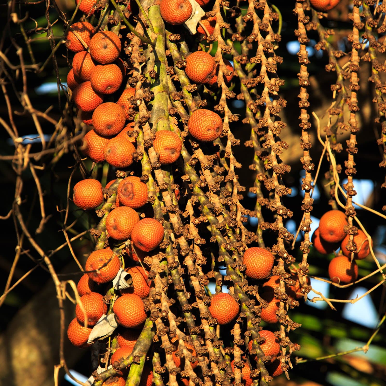 Klein, schuppig, fast unwirklich orange, der Wald ernährt sich auf eine Art, die kaum jemand bemerkt. Photo: Alex Da Riva Ein dichtes Bündel leuchtend orangefarbener Palmenfrüchte, das an langen verzweigten Stielen hängt und von warmem Goldlicht beleuchtet wird