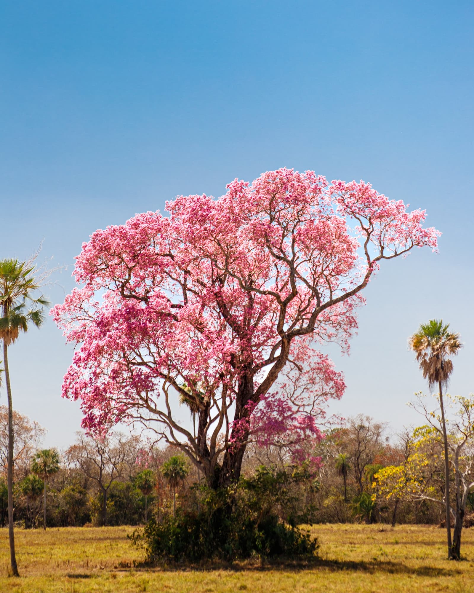 Der Pantanal kündigt den Jahreswechsel auf seine ganz eigene Art an. Photo: Daniel Junqueira Ein großer rosafarbener Ipê-Baum in voller Blüte steht allein in offener Pantanal-Savanne unter klarem blauem Himmel, umgeben von vereinzelten Palmen und trockenem Buschwerk
