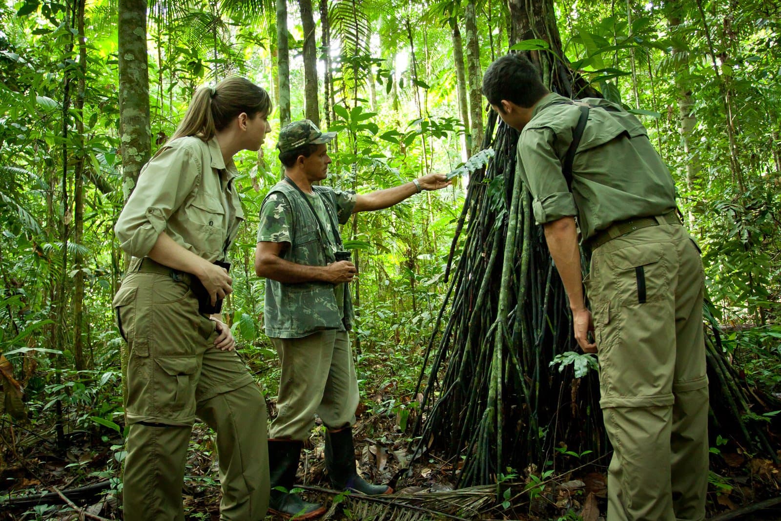 Ein guter Guide macht aus einem Baum einen ganzen Kurs. Hier fehlt es nicht am Stoff. Photo: Samuel Melim Ein lokaler Naturführer erklärt zwei Gästen die dichten Luftwurzeln eines Regenwaldbaumens bei einer geführten Wanderung auf einer Luxusreise durch den Pantanal und Amazonas, umgeben von üppiger tropischer Vegetation