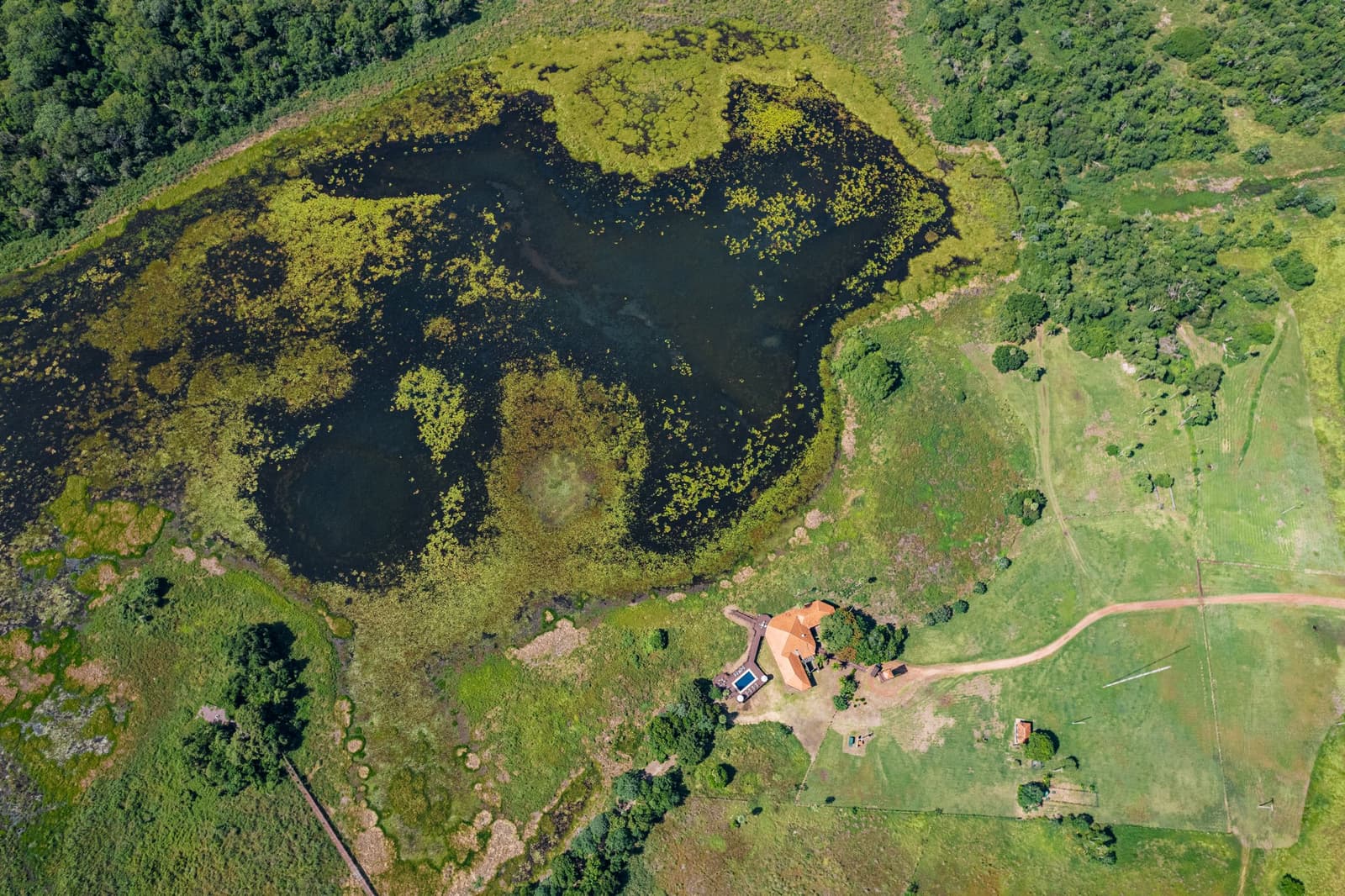 Von oben wirkt die Lodge fast bescheiden neben der Lagune, und genau so soll es sein. Photo: Felipe Castellari Luftaufnahme einer dunklen, mit Wasserpflanzen bedeckten Feuchtgebietslagune neben einer kleinen Lodge mit rotem Dach, umgeben von Weideland und Galeriewald, Teil einer Luxusreise durch den Pantanal und Amazonas