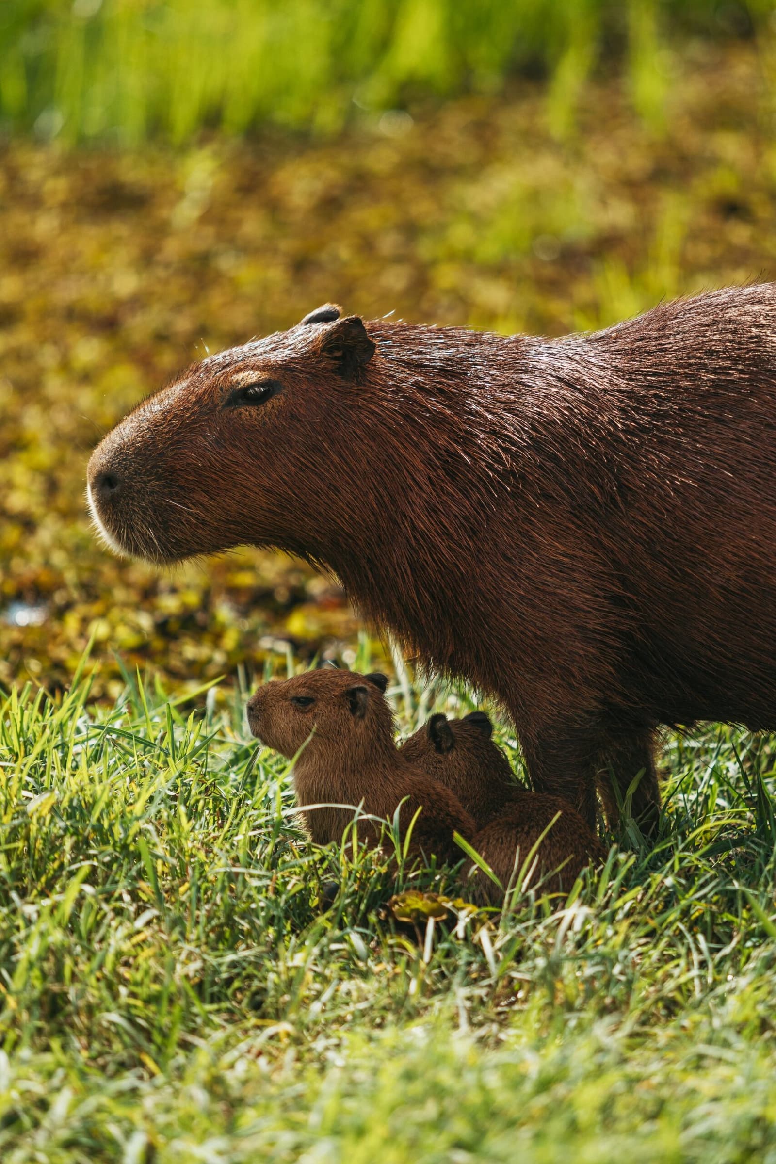 Klein genug, um unter Mama durchzulaufen. Ein Vorteil, den man nur einmal genießt. Photo: Felipe Castellari Ein erwachsenes Wasserschwein steht auf einem grasbewachsenen Ufer über zwei winzigen Jungtieren, die sich unter ihr verstecken – aufgenommen auf einer Luxury Pantanal and Amazon Trip