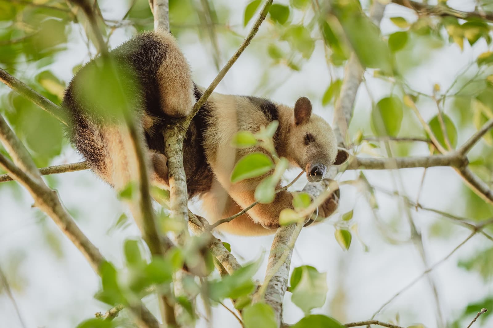 Hoch oben im Geäst, vollkommen entspannt und ohne jede Eile. Ein südlicher Tamandua liegt zusammengerollt hoch oben im Blätterdach eines Baumes, sein cremefarbenes und dunkles Bandfell ist auf dieser Luxusreise in den Pantanal und Amazonas gut zu erkennen