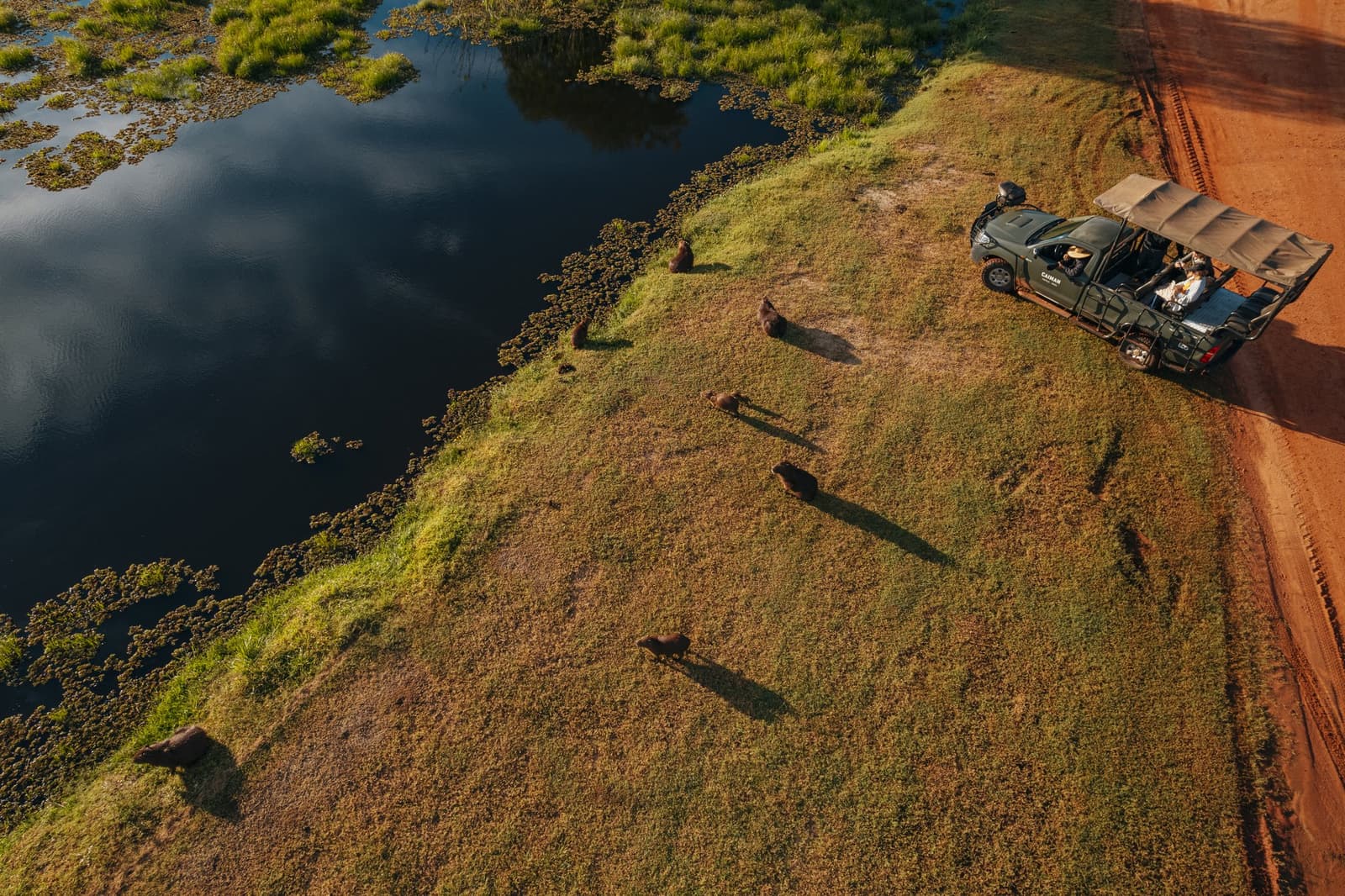 Sechs Wasserschweine, ein Safariwagen und eine Perspektive, die alles verändert. Photo: Felipe Castellari Luftaufnahme einer Gruppe von Wasserschweinen, die bei goldenem Licht am Ufer einer dunklen Lagune neben einem offenen Safari-Geländewagen auf einem roten Sandweg grasen — während einer Luxus-Pantanal-und-Amazon-Reise