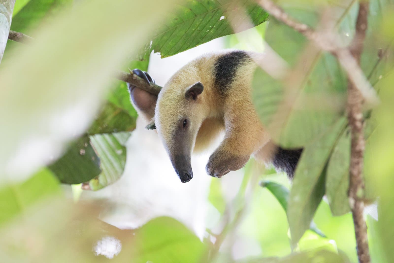 Mit der Nase voran ins Blätterdach, das Publikum unten völlig ignorierend. Photo: Jorge Lopes Ein Zwergameisenbär hängt kopfüber an einem Ast zwischen grünen Tropenblättern, entdeckt auf einer Luxusreise durch den Pantanal und Amazonas