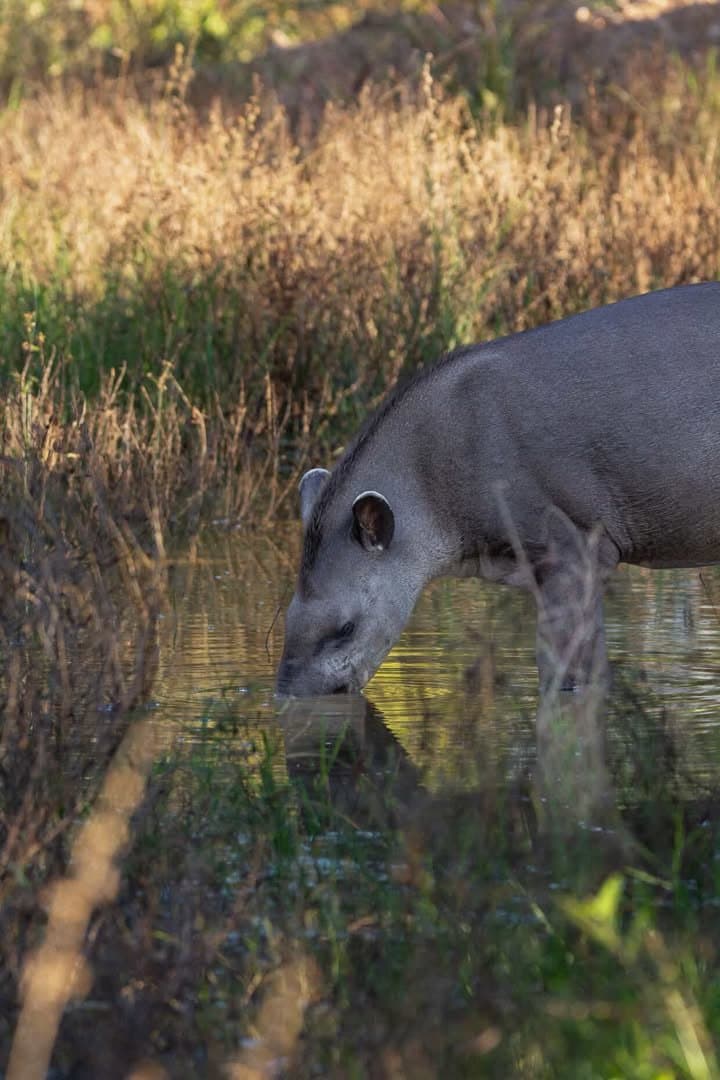Kein Stress, kein Publikum, zumindest aus seiner Sicht. Ein südamerikanischer Tapir senkt seinen Kopf, um aus einem flachen Tümpel zu trinken, umgeben von trockenem goldenem Gras im warmen Abendlicht