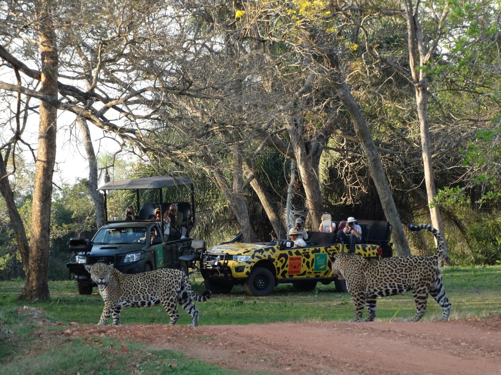 Zwei Jaguare, eine Piste, kein Zögern. Die Fahrzeuge sind für sie schlicht Dekoration. Zwei Jaguare überqueren einen Schotterweg vor offenen Safariwagen während einer Luxus-Pantanal-und-Amazon-Reise, während Fotografen aus den Fahrzeugen lehnen
