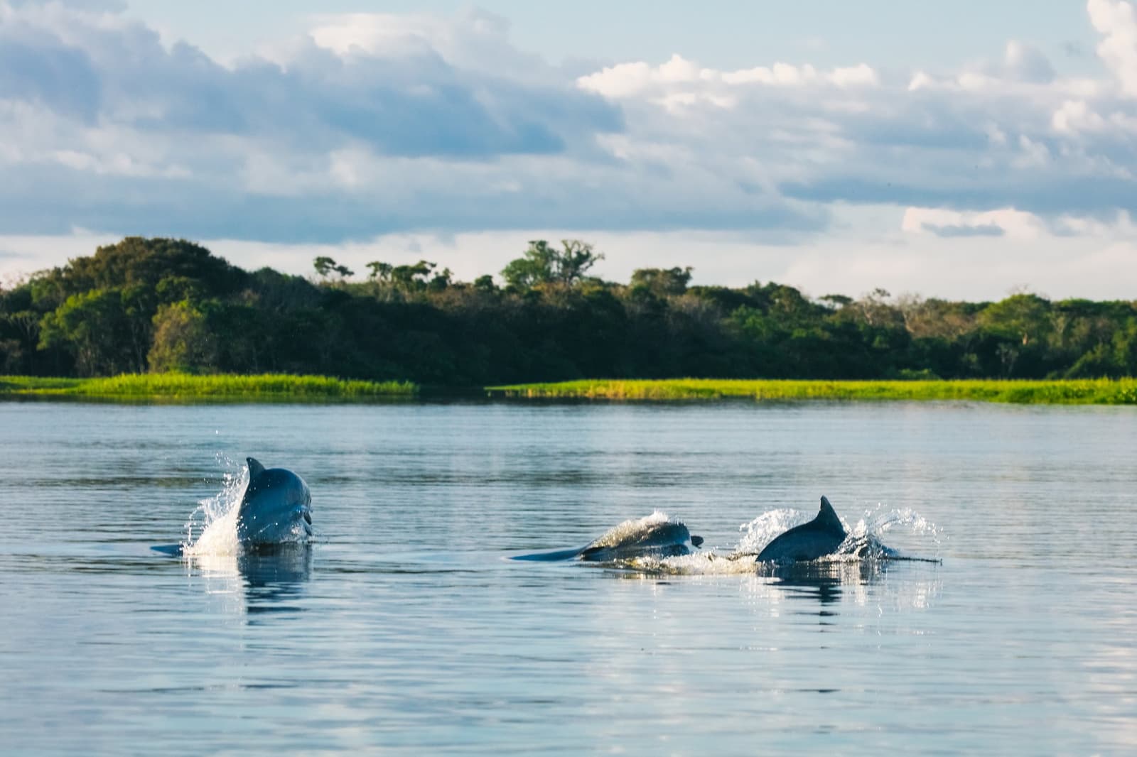 Drie dolfijnen, één rivier, geen aankondiging. Gewoon de Amazone. Photo: Guilherme Gomes Drie rivierdolfijnen die opduiken en spatten in een breed Amazone-rivierkanaal, met een groene overstroomde bosoevers en bewolkte lucht op de achtergrond
