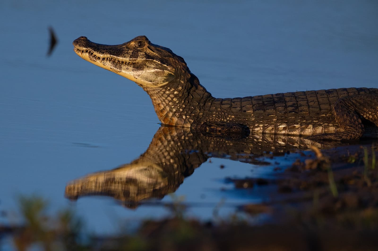 Selbst die Jungen hier wissen genau, wo die Sonne am besten trifft. Photo: Keith Ladzinski Ein junger Kaiman ruht am Wasserrand, sein schuppiger Körper spiegelt sich im stillen blauen Wasser wider, während er den Kopf wachsam in warmem Goldlicht hebt