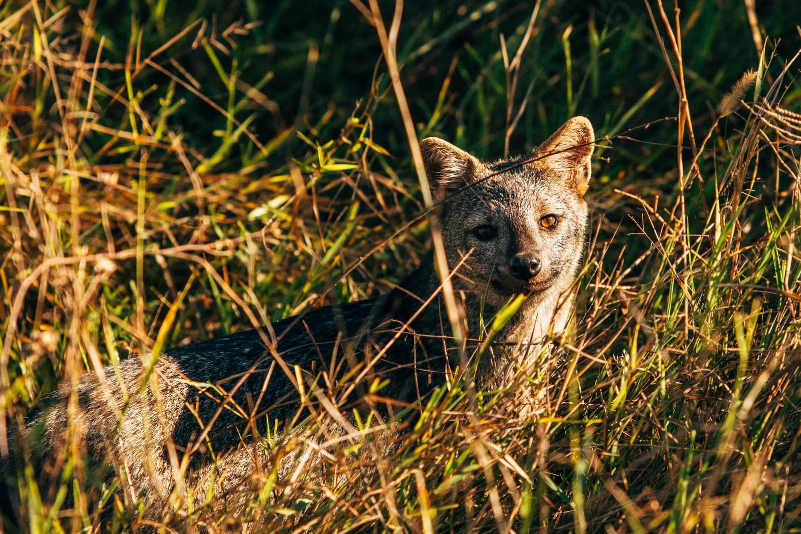 Mitten im Nickerchen erwischt, von der Störung gänzlich unbeeindruckt. Ein Mähnenfuchs liegt im goldenen Licht des Savannengras und schaut direkt in die Kamera