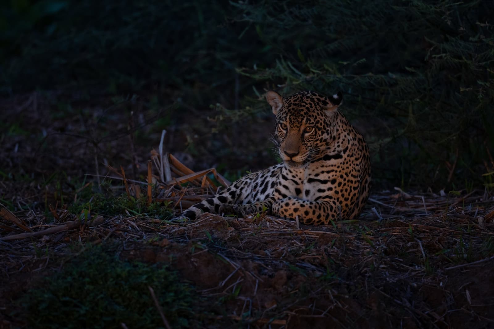 Letztes Licht, volle Präsenz. Diese Katze hat den Boden als perfekten Platz gewählt. Photo: Keith Ladzinski Ein Jaguar liegt in der Abenddämmerung unter dunklem Gebüsch am Boden, die bernsteinfarbenen Augen direkt in die Kamera gerichtet, das gefleckte Fell im schwachen Licht kaum erkennbar