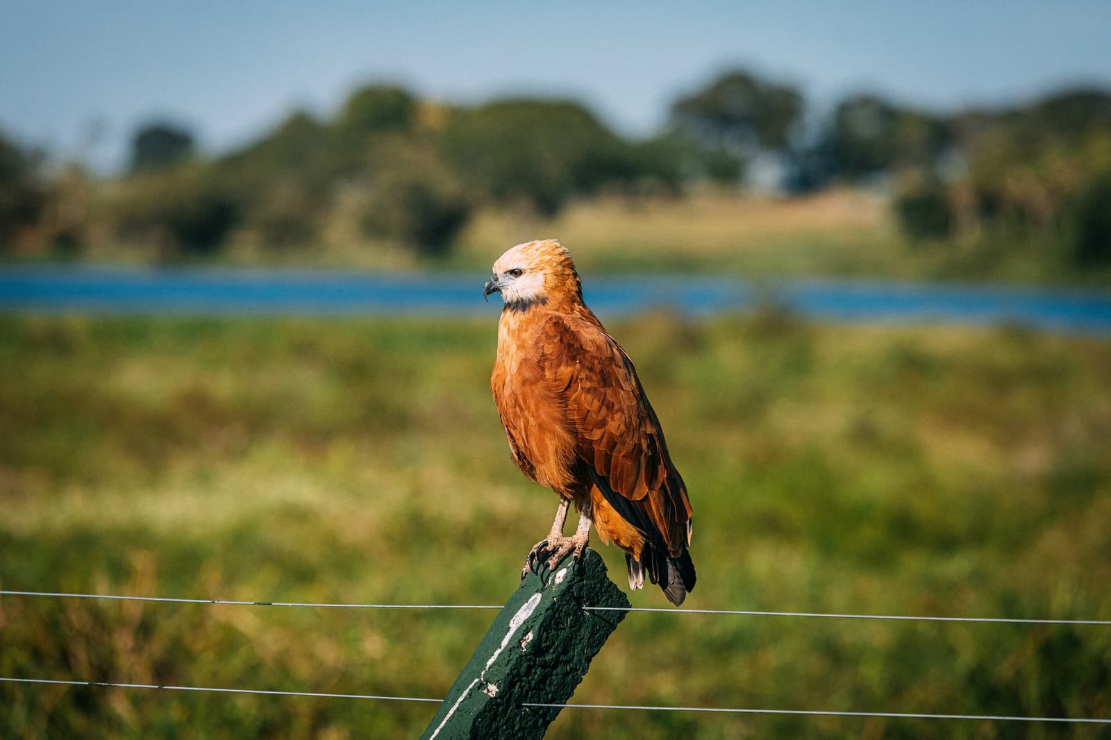 Der Zaunpfahl gehört ihm. Die Feuchtwiese auch, im Grunde. Ein Schwarzkragen-Bussard sitzt auf einem grünen Zaunpfahl auf einer Luxusreise durch den Pantanal und Amazonas, im unscharfen Hintergrund sind offene Feuchtwiesen und ein blauer Wasserkanal zu sehen
