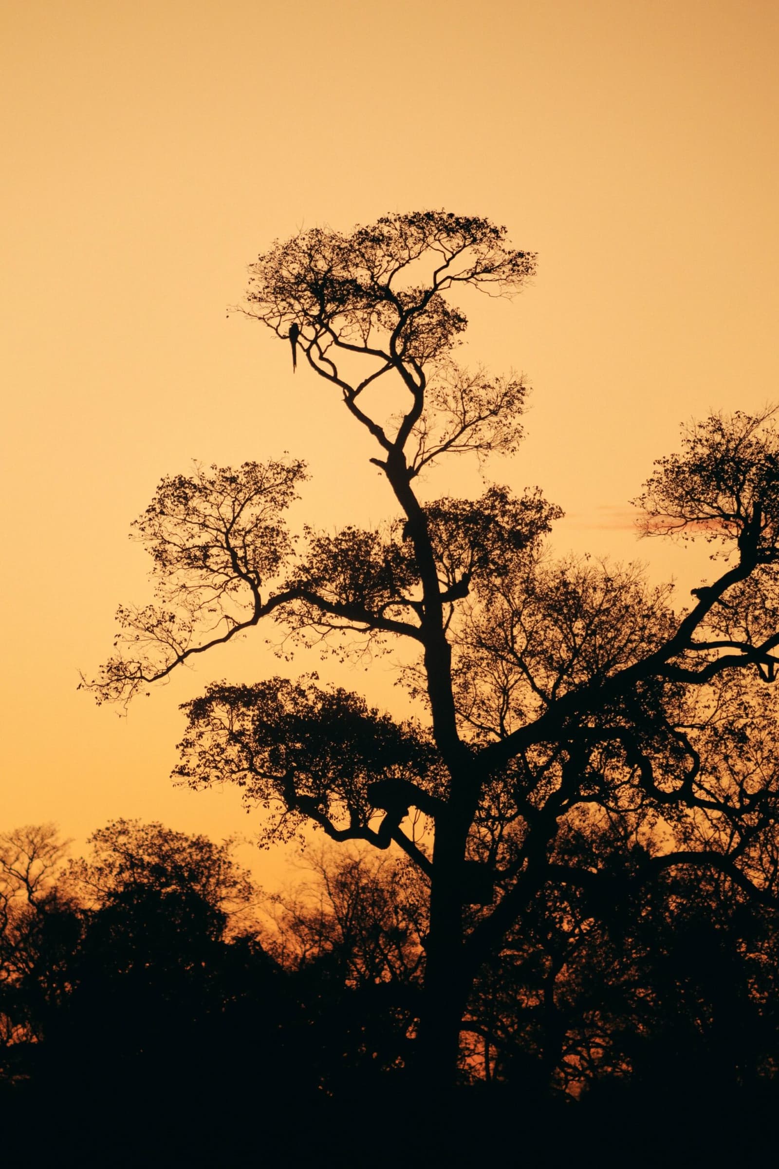 Bester Platz im Haus, und der Vogel wusste es schon vor dem Sonnenuntergang. Photo: thiagolbrito Silhouette hoher Bäume vor einem tieforangefarbenen Abendhimmel auf einer Luxury Pantanal and Amazon Trip, mit einem Langschnabelvogel auf dem höchsten Ast