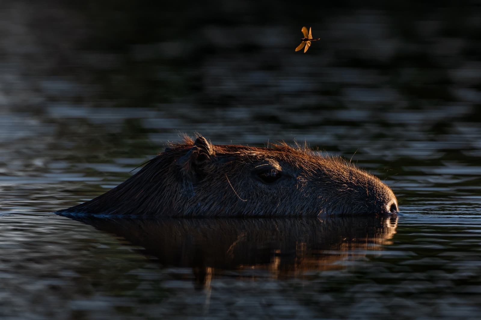 Eine Libelle, ein Wasserschwein, und kein einziger Gedanke an die Uhrzeit. Der Kopf eines Wasserschweins knapp über der Wasseroberfläche in der Dämmerung, während eine goldene Libelle im warmen Gegenlicht darüber schwebt