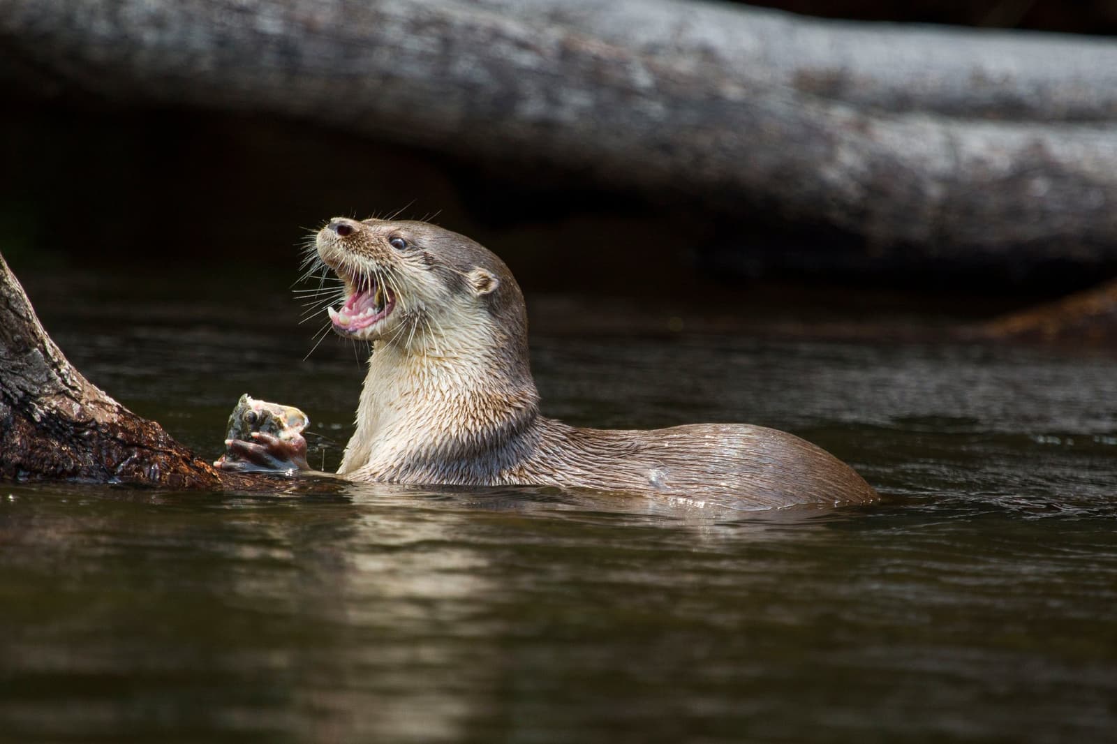 Gefangen, gesichert, und keine Sekunde verlegen dabei. Photo: JOAO MARCOS ROSA / NITRO Ein nasser Flussotter hält einen frisch gefangenen Fisch in seinen Vorderpfoten und neigt den Kopf mit geöffnetem Maul zurück, treibend neben einem versunkenen Baumstamm im dunklen Flusswasser