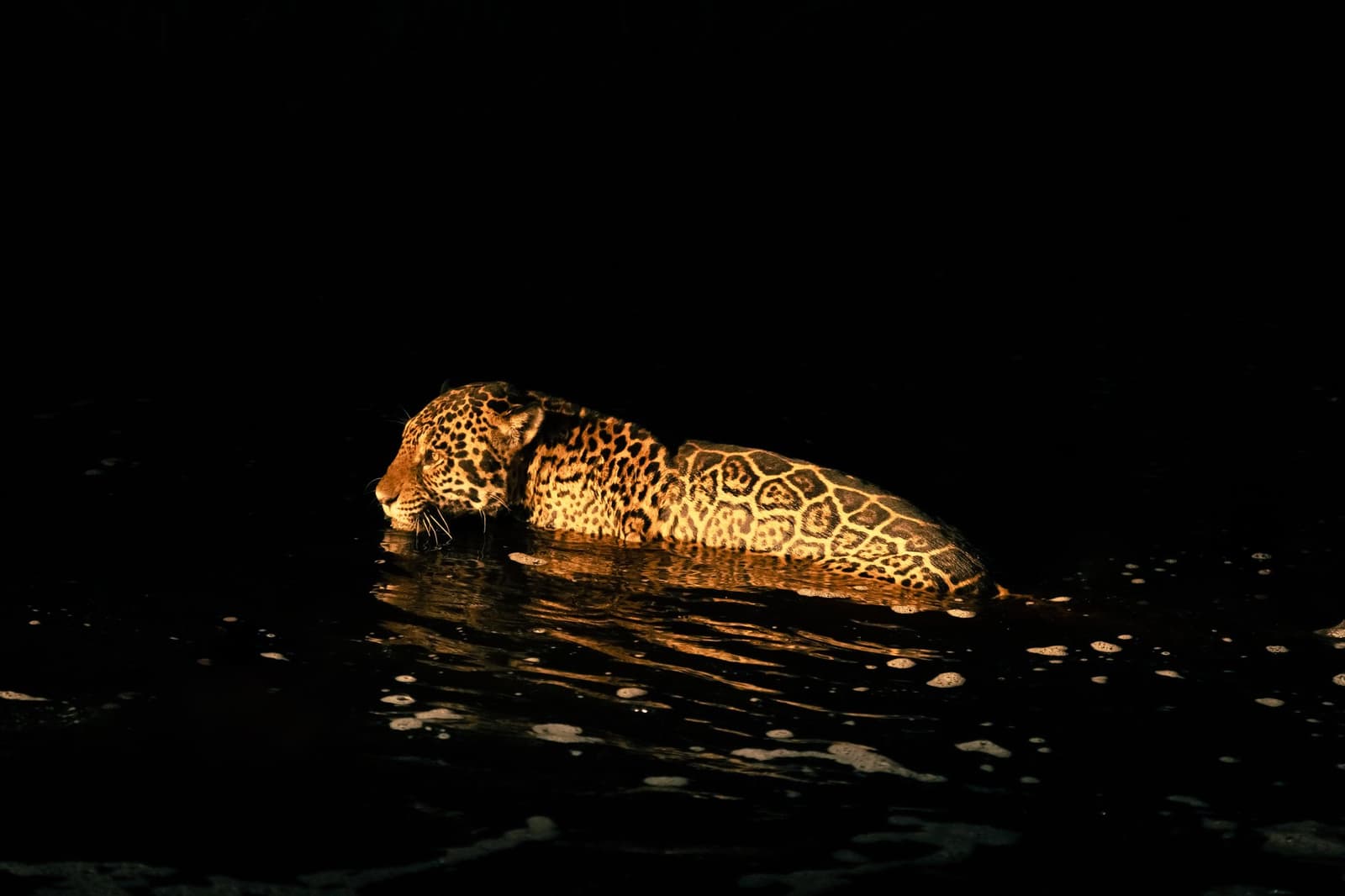 Mitternacht, dunkles Wasser, kein Zögern. Photo: Matias Ternes Ein Jaguar watet nachts brustief durch dunkles Wasser, sein mit Rosetten gemustertes Fell leuchtet vor einem pechschwarzen Hintergrund