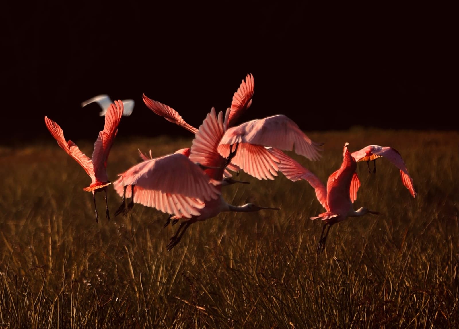 Vier Löffler, ein Moment, völliges Durcheinander, und irgendwie schaffen es alle in die Luft. Photo: HIGOR BLANCO Eine Gruppe Rosalöffler hebt über niedrigem Feuchtgebietsgras ab, die rosa Flügel leuchten vor dunklem Hintergrund
