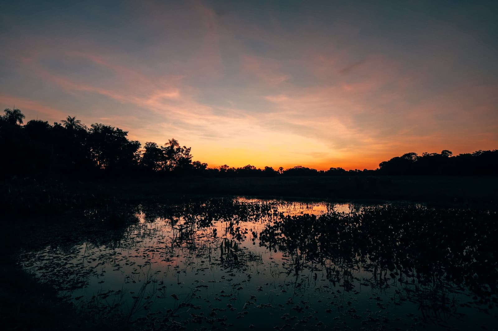 Das letzte Licht des Tages bleibt auf dem Wasser, lange nachdem der Himmel es losgelassen hat. Orange-goldener Sonnenuntergangshimmel spiegelt sich in einem mit Seerosenblättern bedeckten Feuchtgebietssee, mit silhouettierten Bäumen am Horizont auf einer Luxusreise durch das Pantanal und den Amazonas