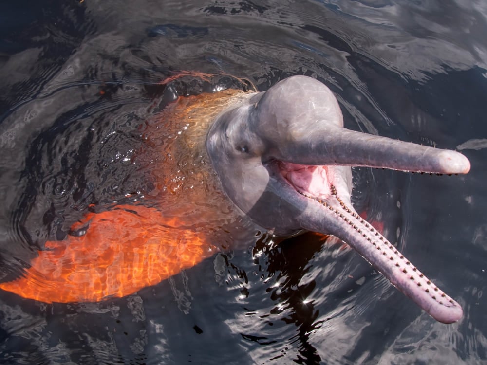. Um boto-cor-de-rosa emergindo com a boca aberta em um rio escuro da Amazônia, brilhando alaranjado sob a água.